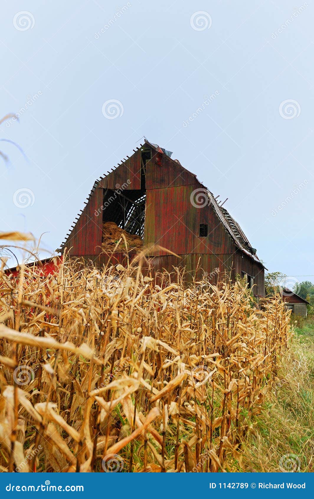 Old Red Barn with Corn Stalks Stock Image Image of rural, farm 1142789