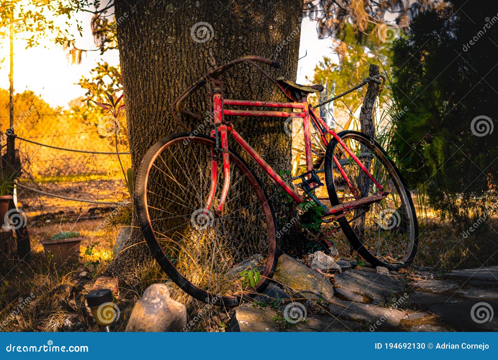 old bicycle recharged on a tree at sunset