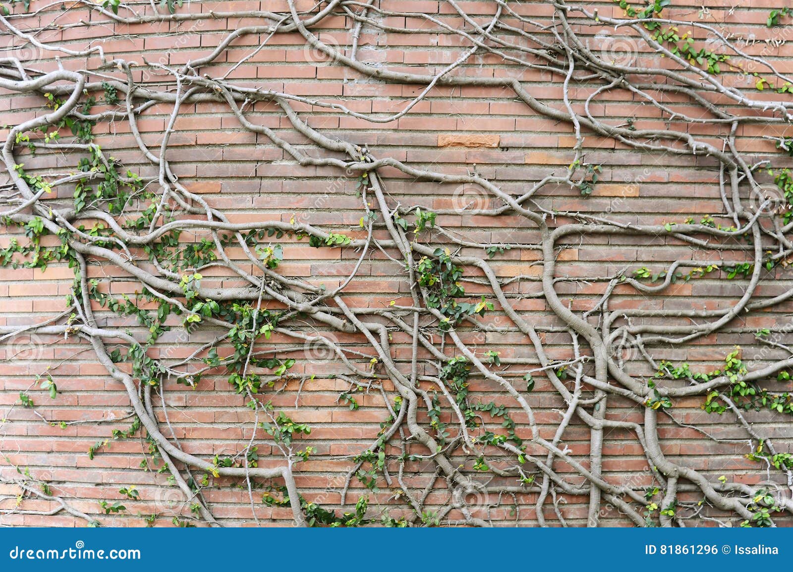 Old Red Brick Wall with Vines Background Texture Stock Photo Image of house, close 81861296