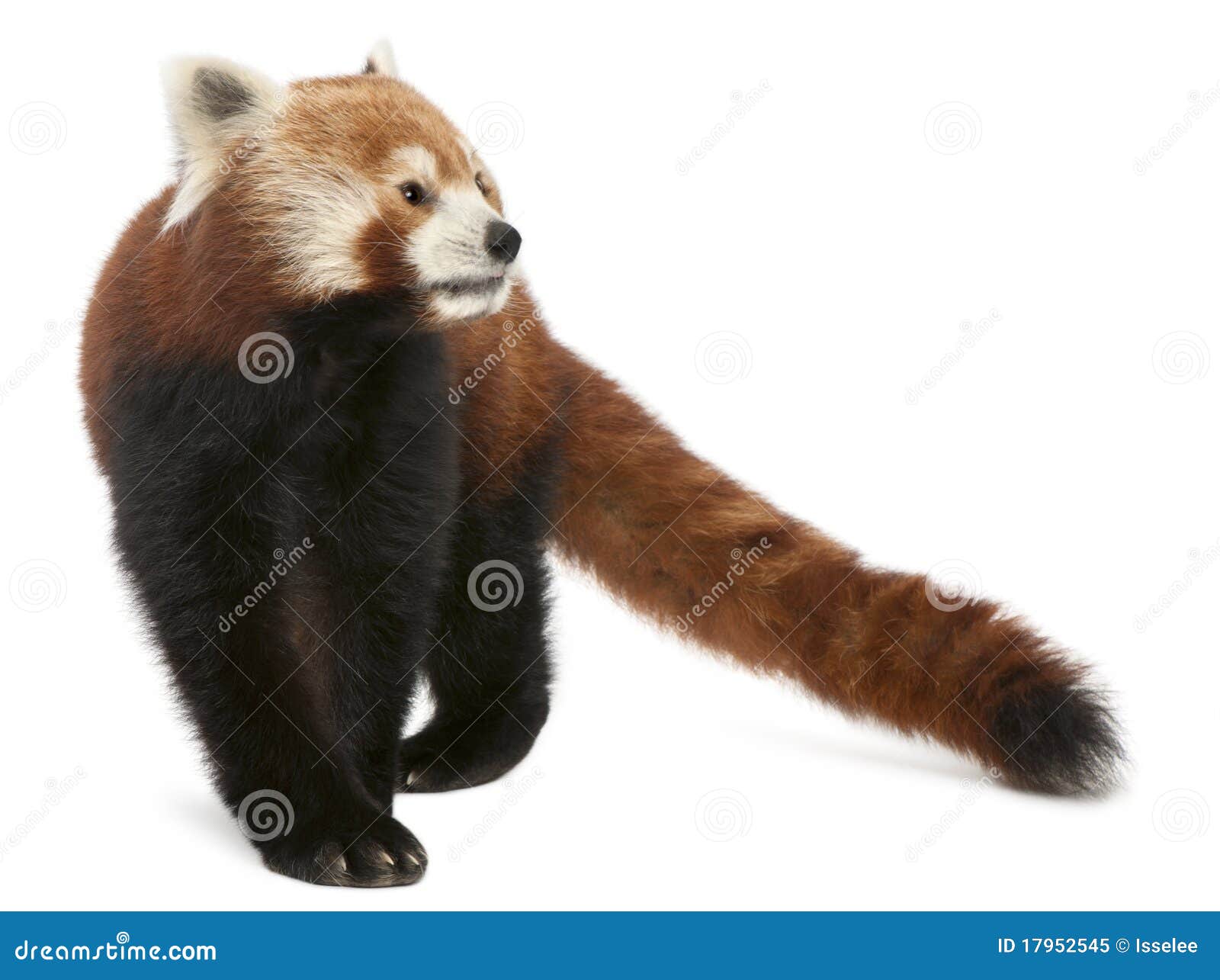 old red panda or shining cat, ailurus fulgens