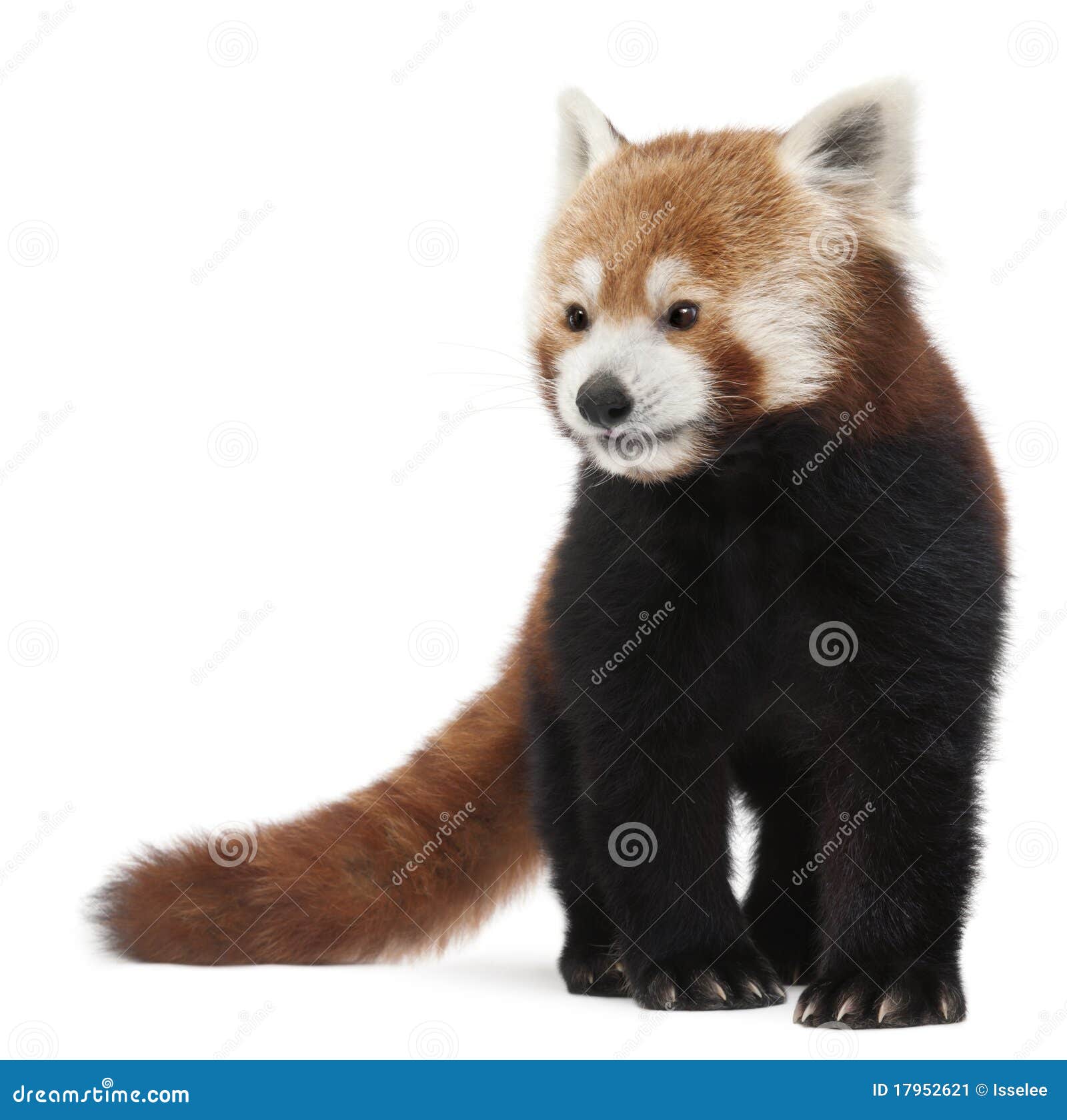 old red panda or shining cat, ailurus fulgens