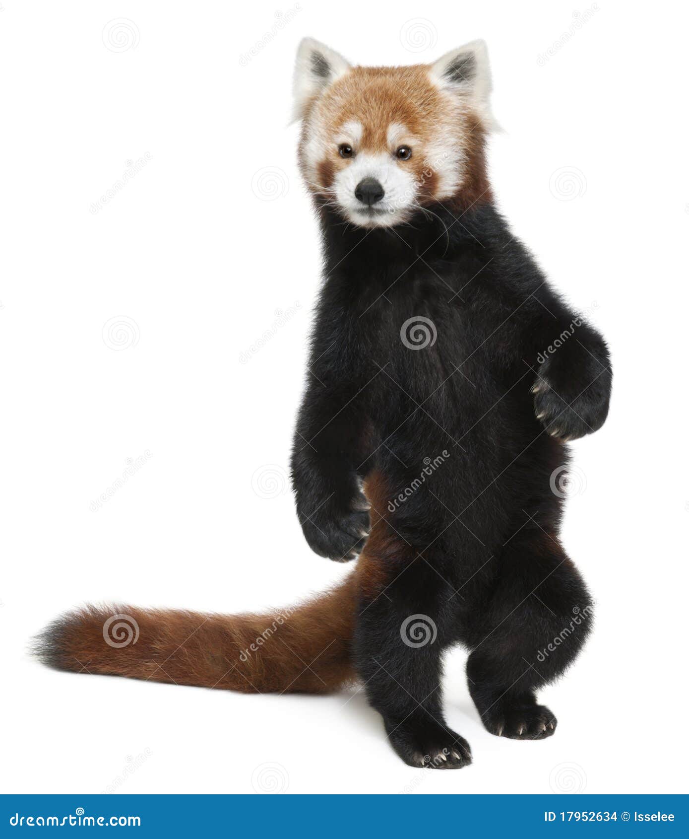 old red panda or shining cat, ailurus fulgens