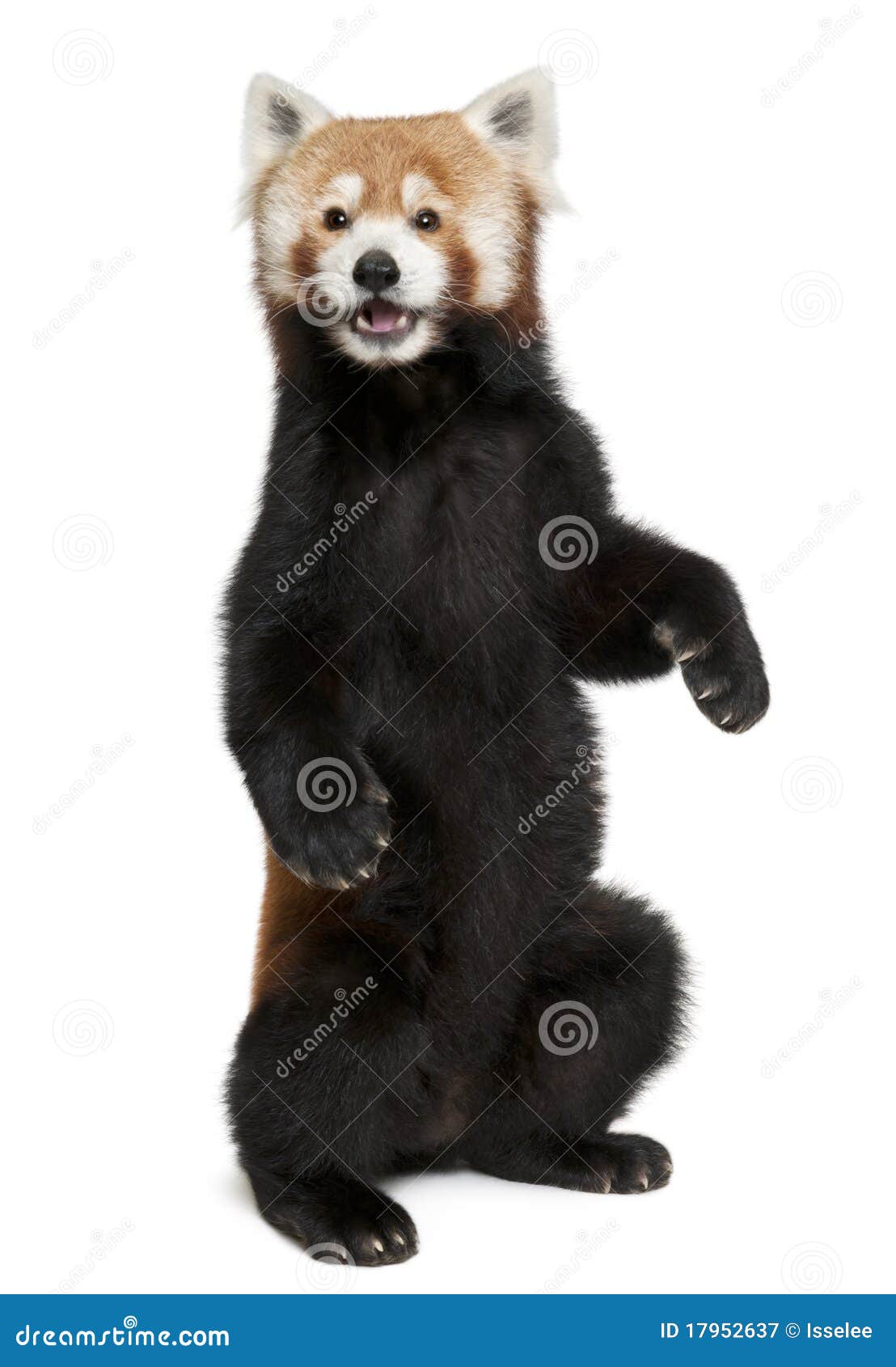 old red panda or shining cat, ailurus fulgens