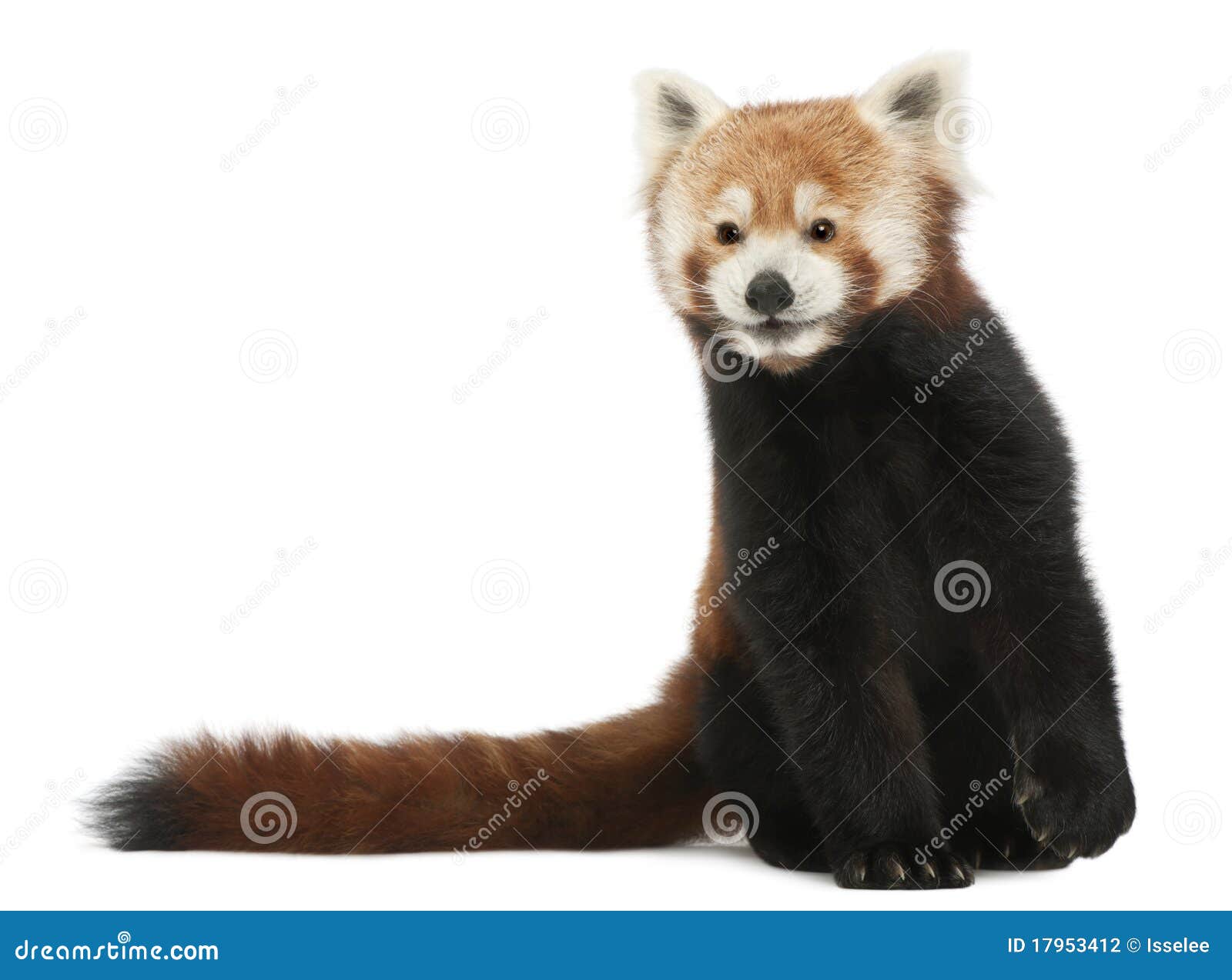 old red panda or shining cat, ailurus fulgens