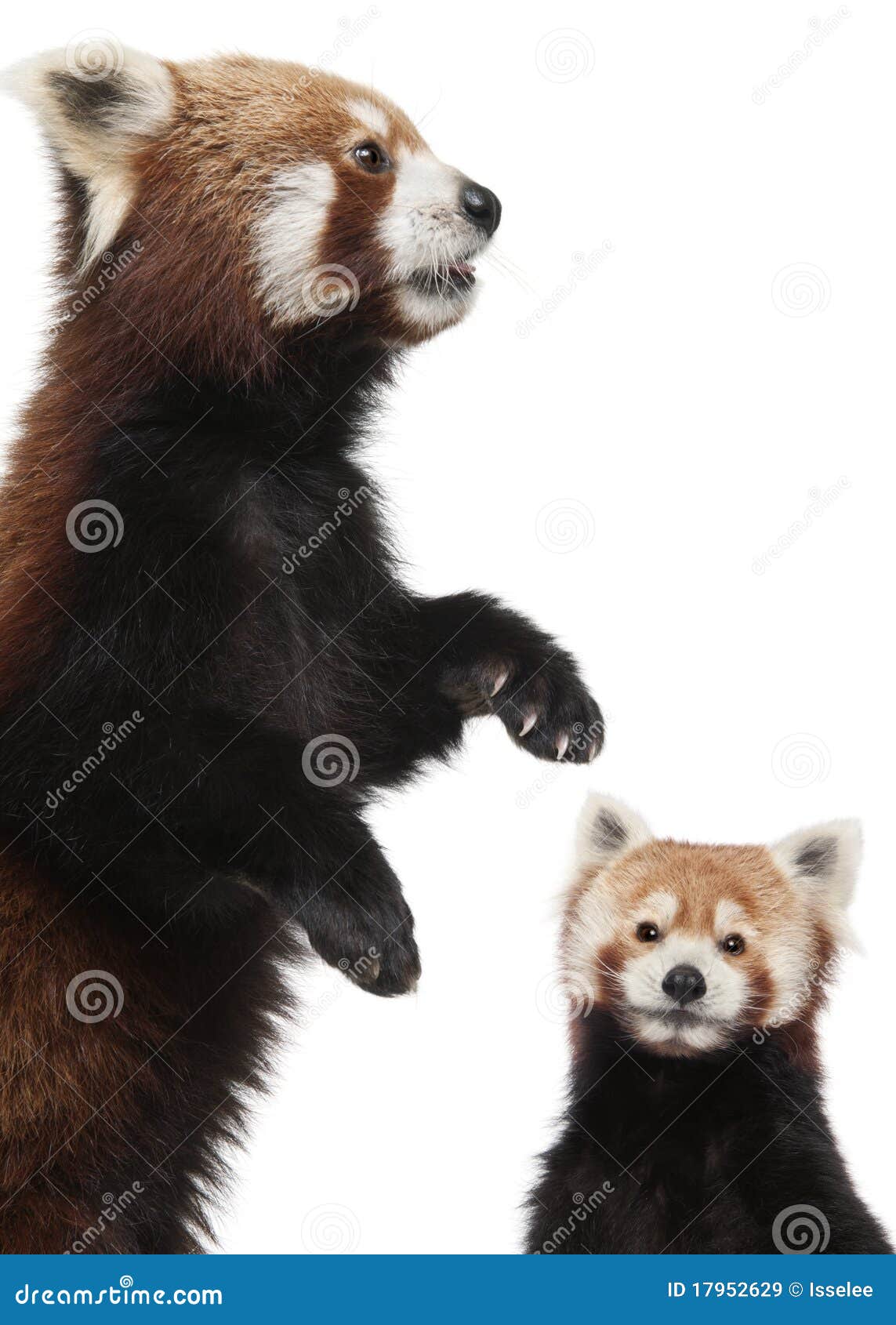 old red pandas or shining cats, ailurus fulgens