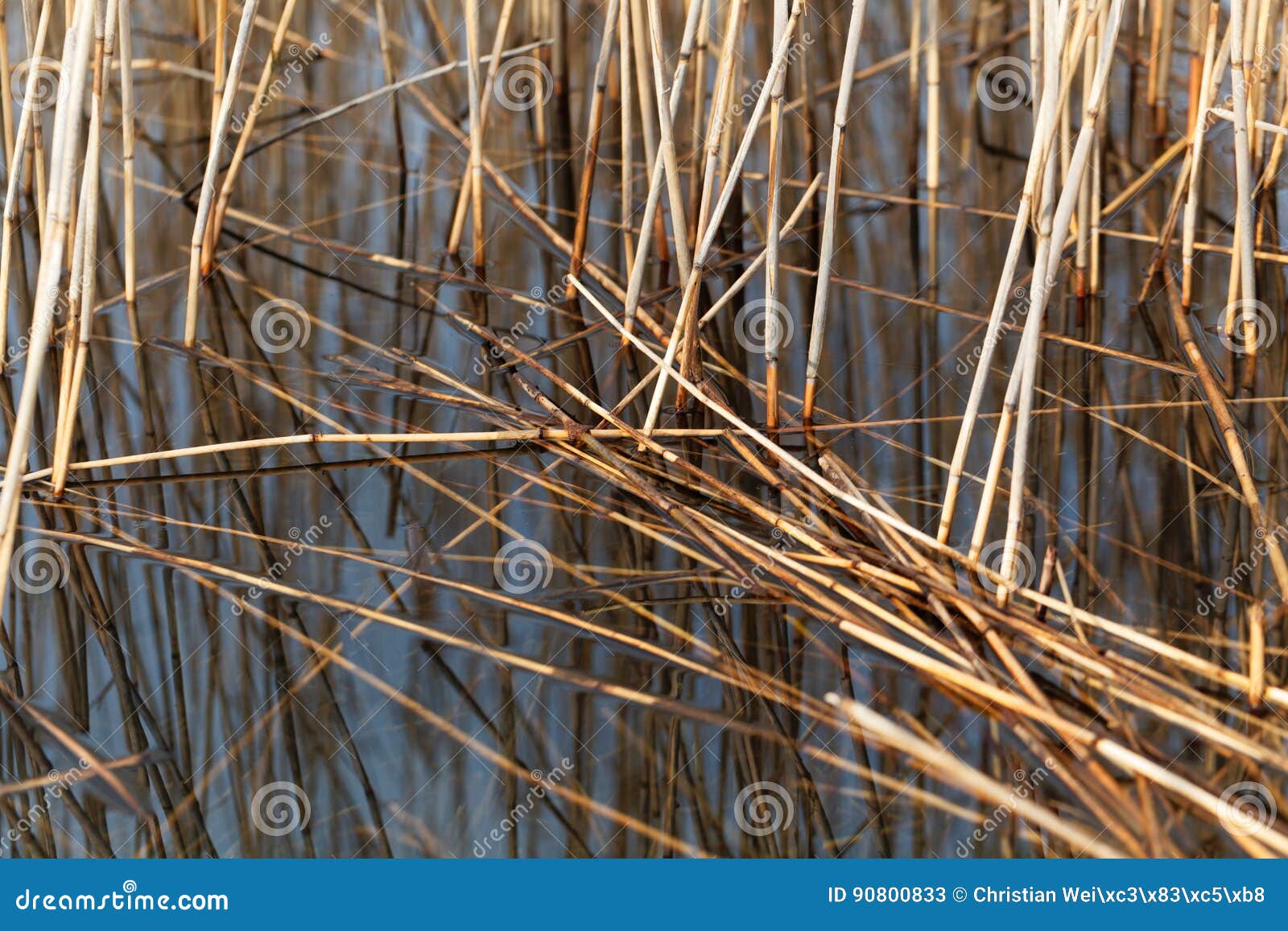 Old reed grass in water. stock image. Image of pond, cane 90800833