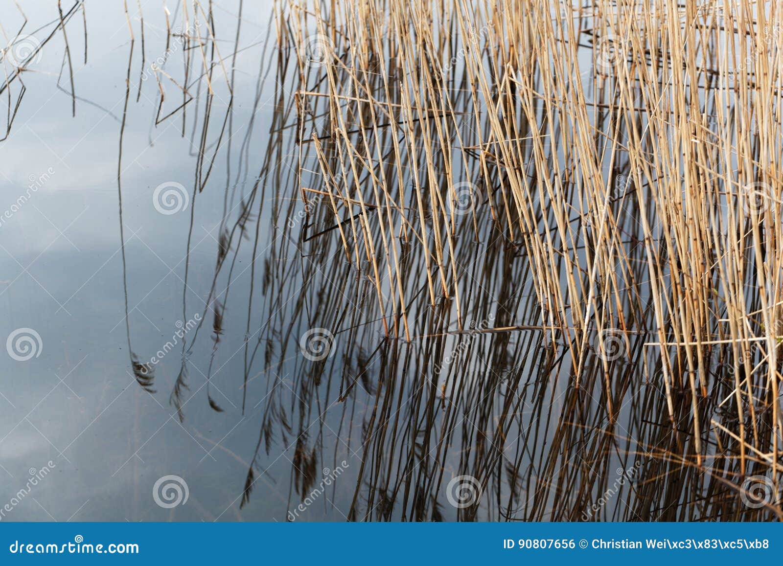 Old reed grass in water. stock photo. Image of foliage 90807656