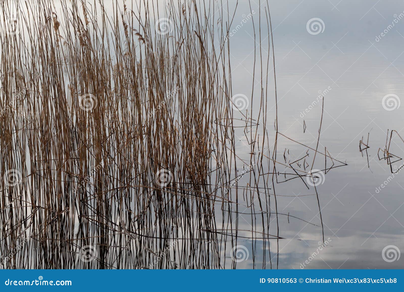 Old reed grass in water. stock image. Image of grass 90810563