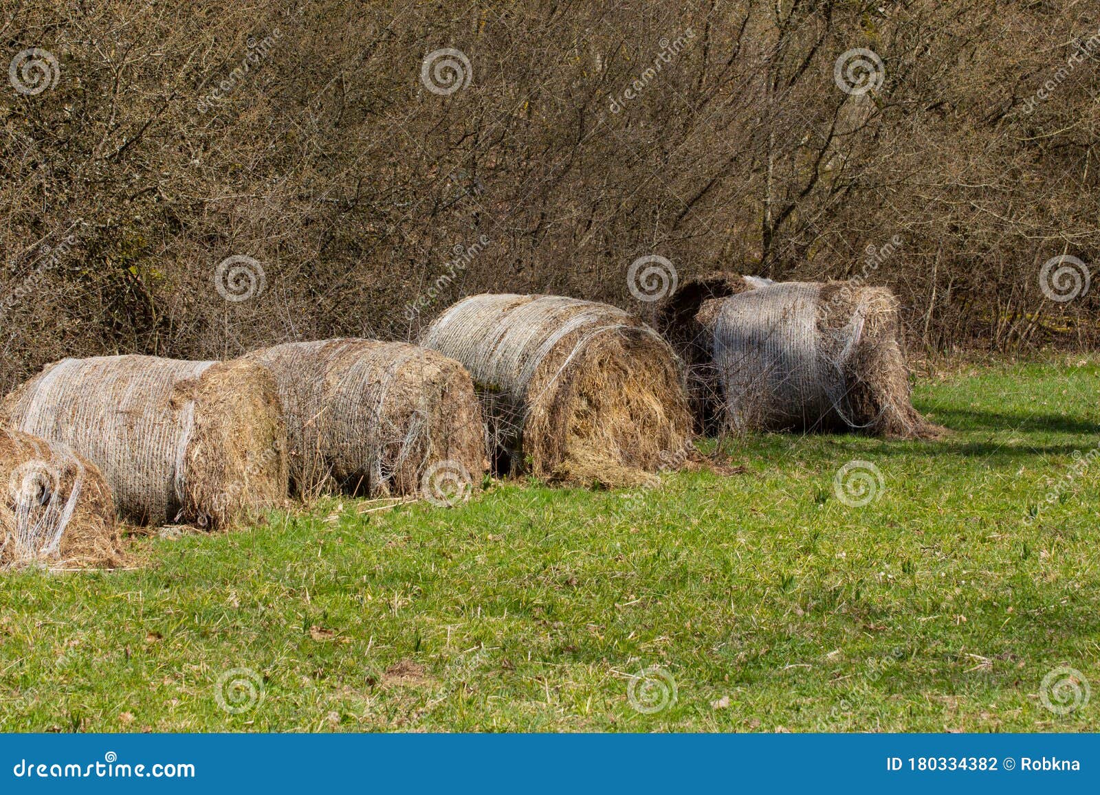 Old Rotten Hay Bale Rolls Covered with Plastic Net Stock Photo - Image ...