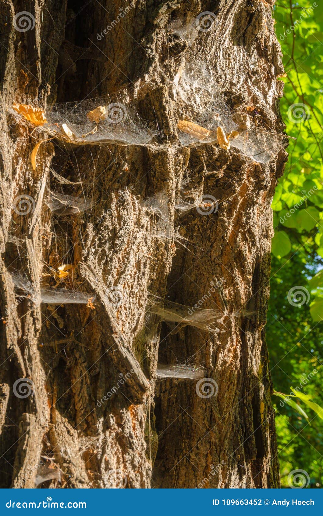 old rutted bark with spider webs