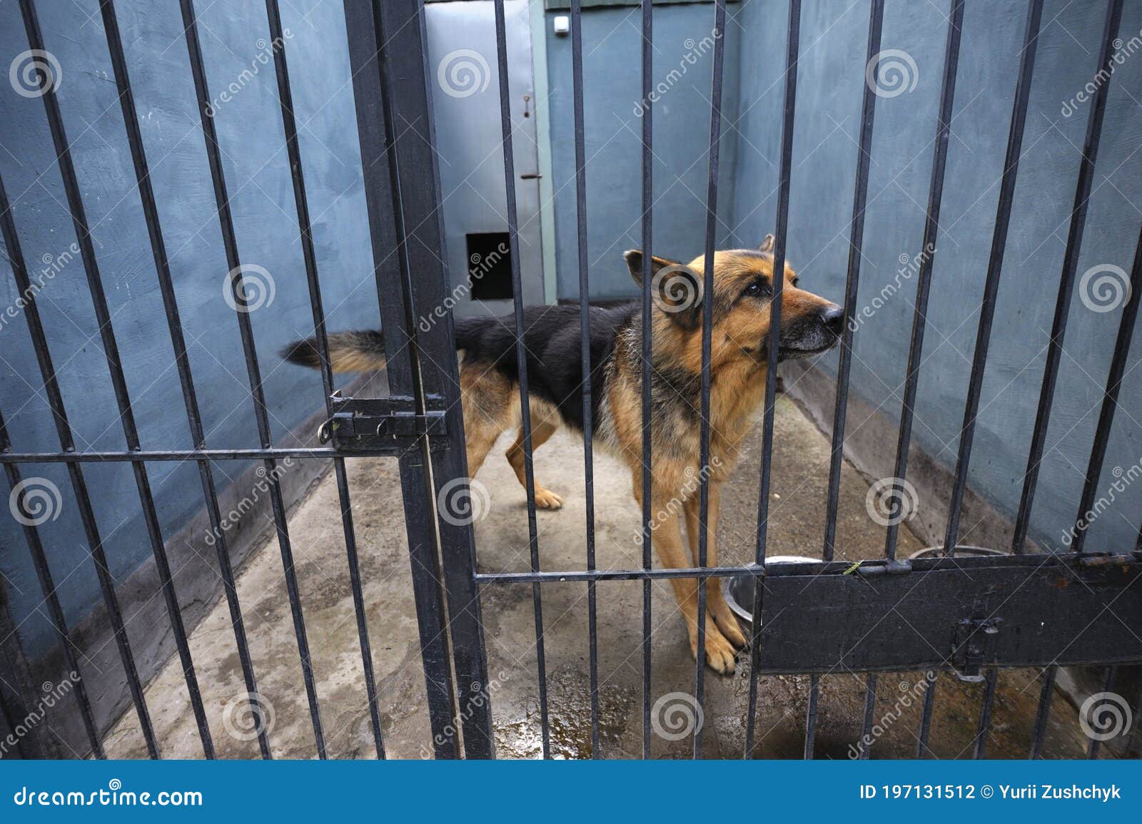 old-sad-police-dog-german-shepherd-sitting-aviary-197131512.jpg