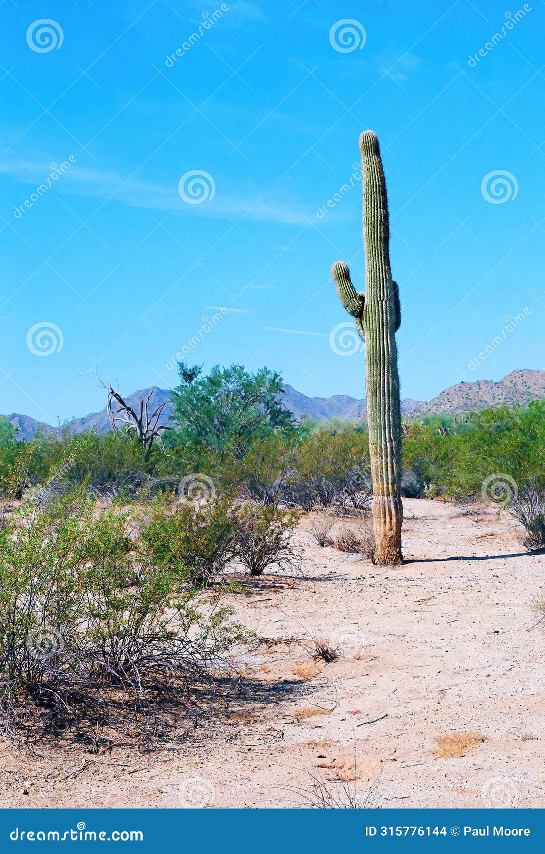 old saguaro cactus sonora desert arizona