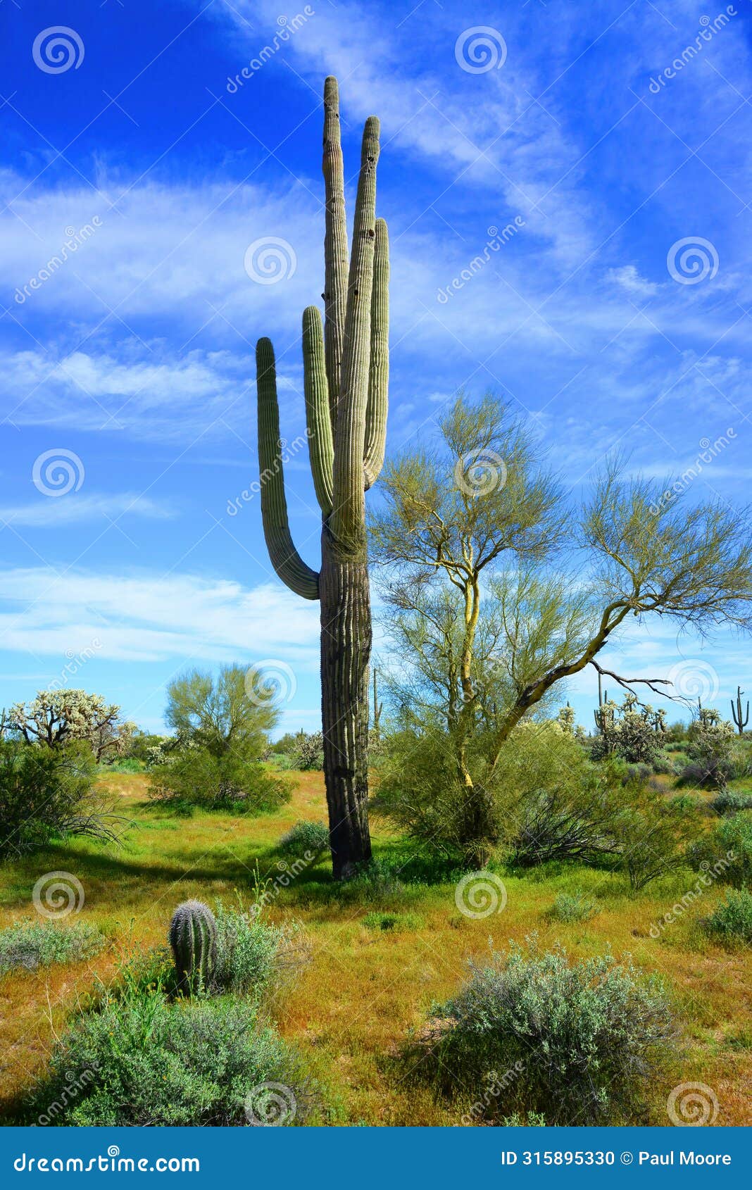 old saguaro cactus sonora desert arizona