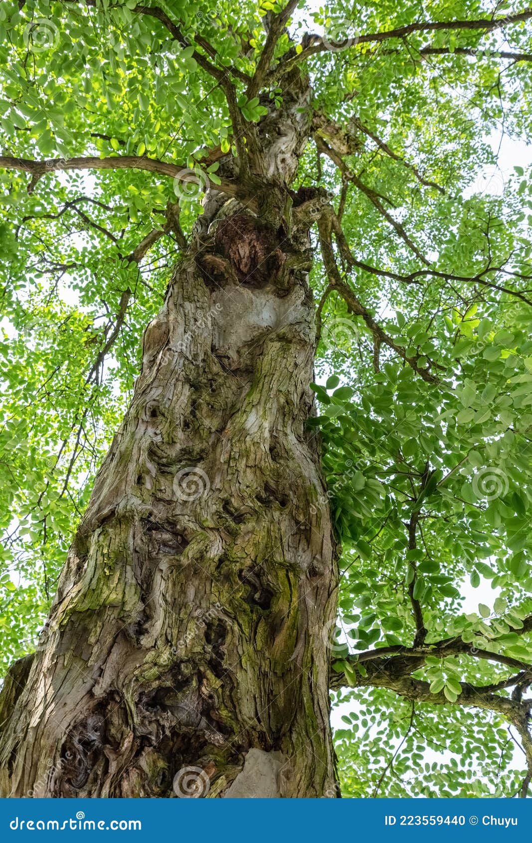 red-sandalwood-tree-stock-photography-cartoondealer-83269406
