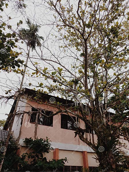 old-school-and-unused-classroom-with-dense-trees-beside-the-school