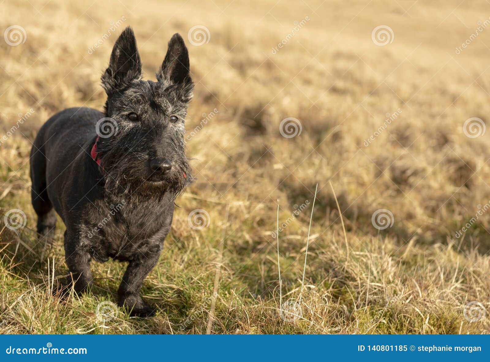 cute dog with copy space cute dog with copy space