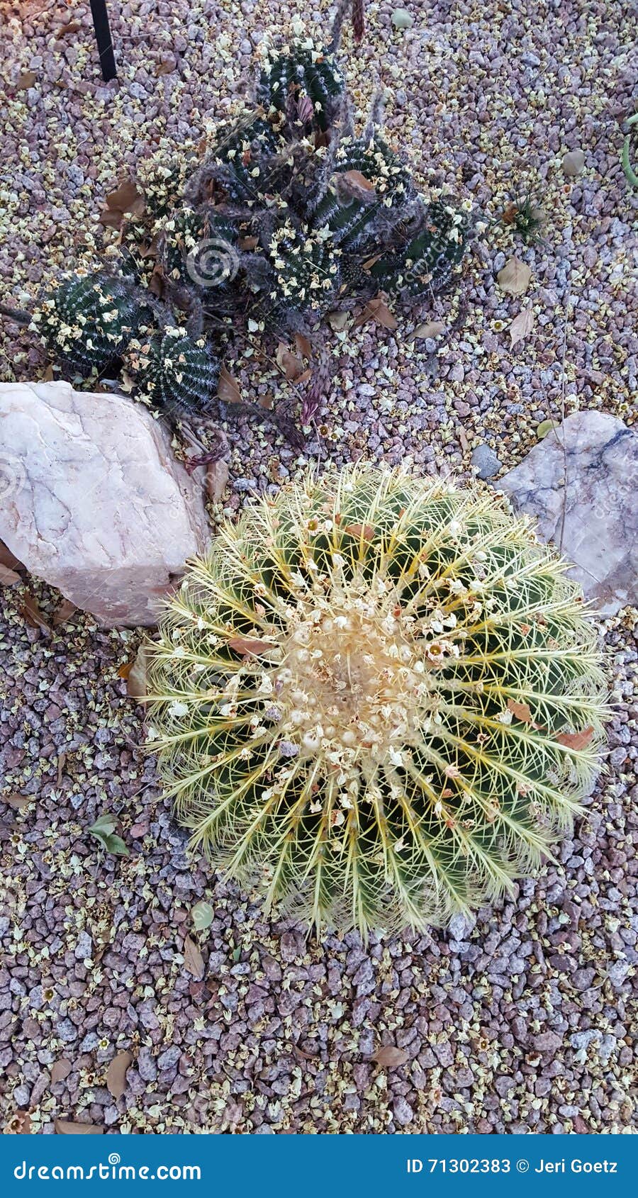 Old Scottsdale cactus stock image. Image of desert, plant 71302383