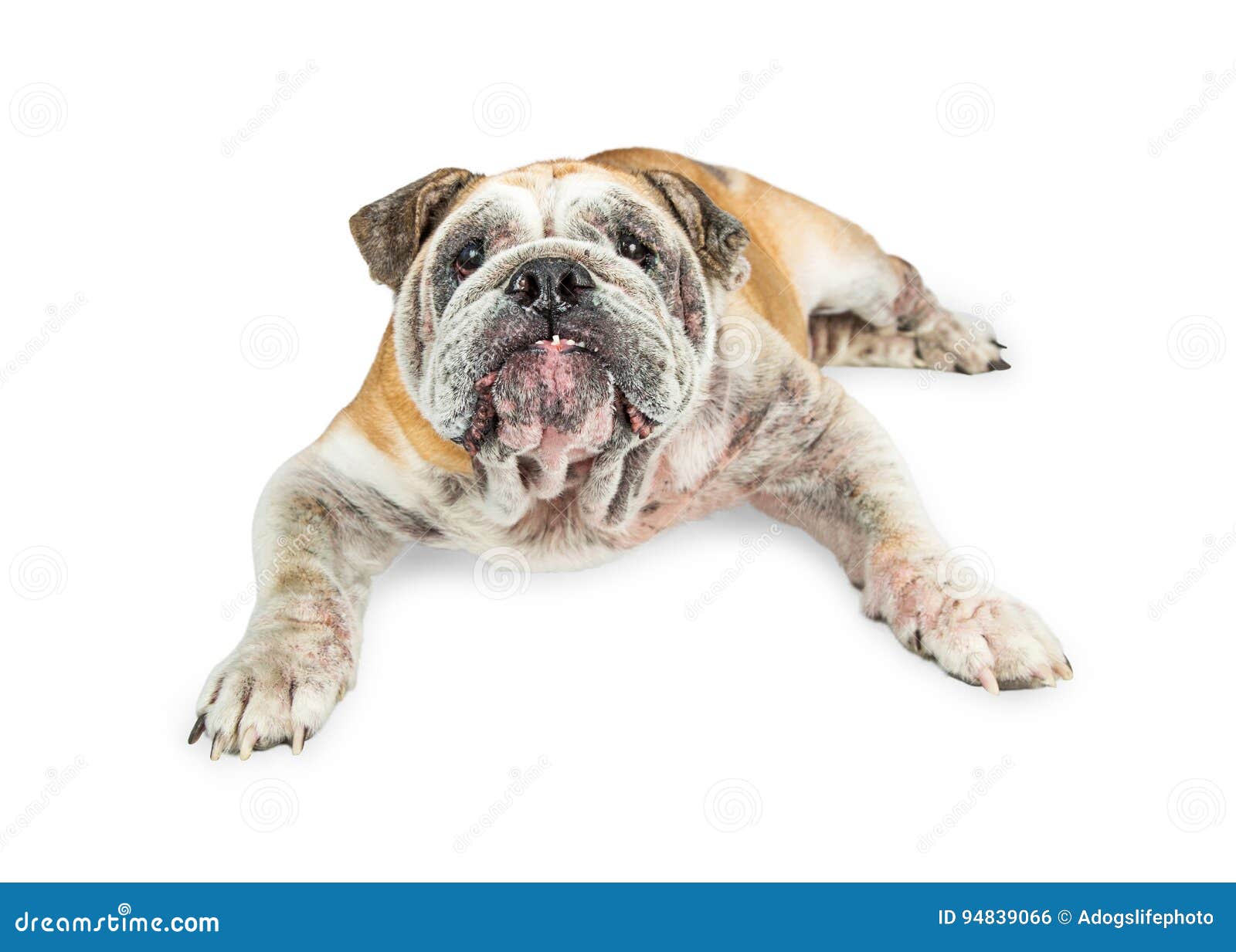 Old Senior English Bulldog Dog Lying Down Stock Photo