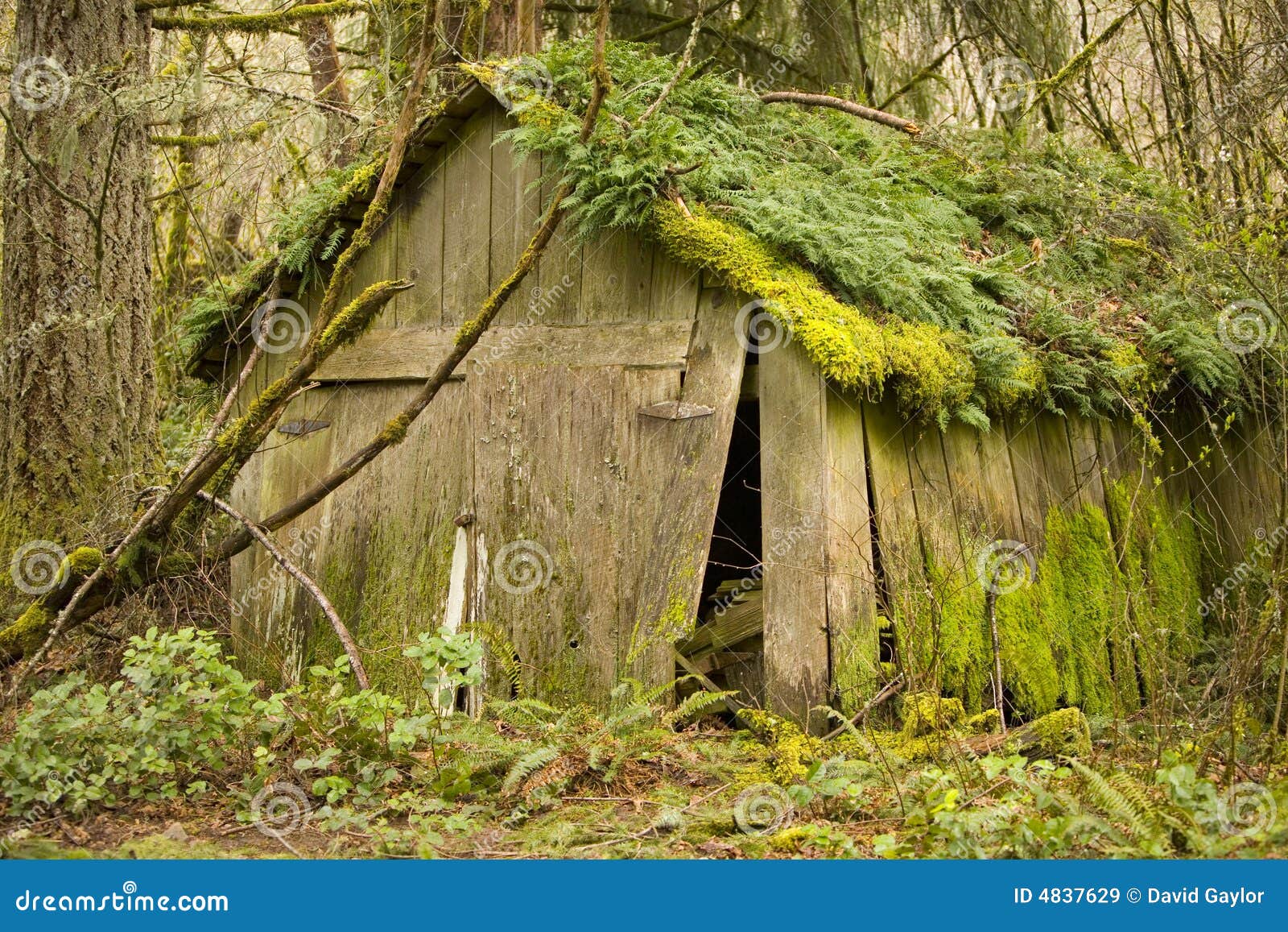 old shed in run-down condition stock image - image of wood