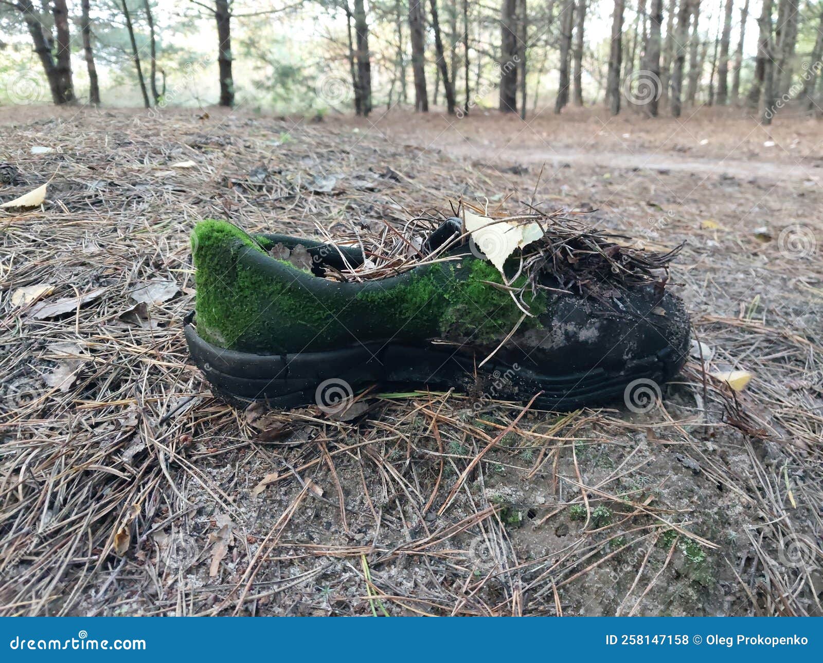Old Shoe Covered with Forest Moss Stock Photo Image of trash, wood