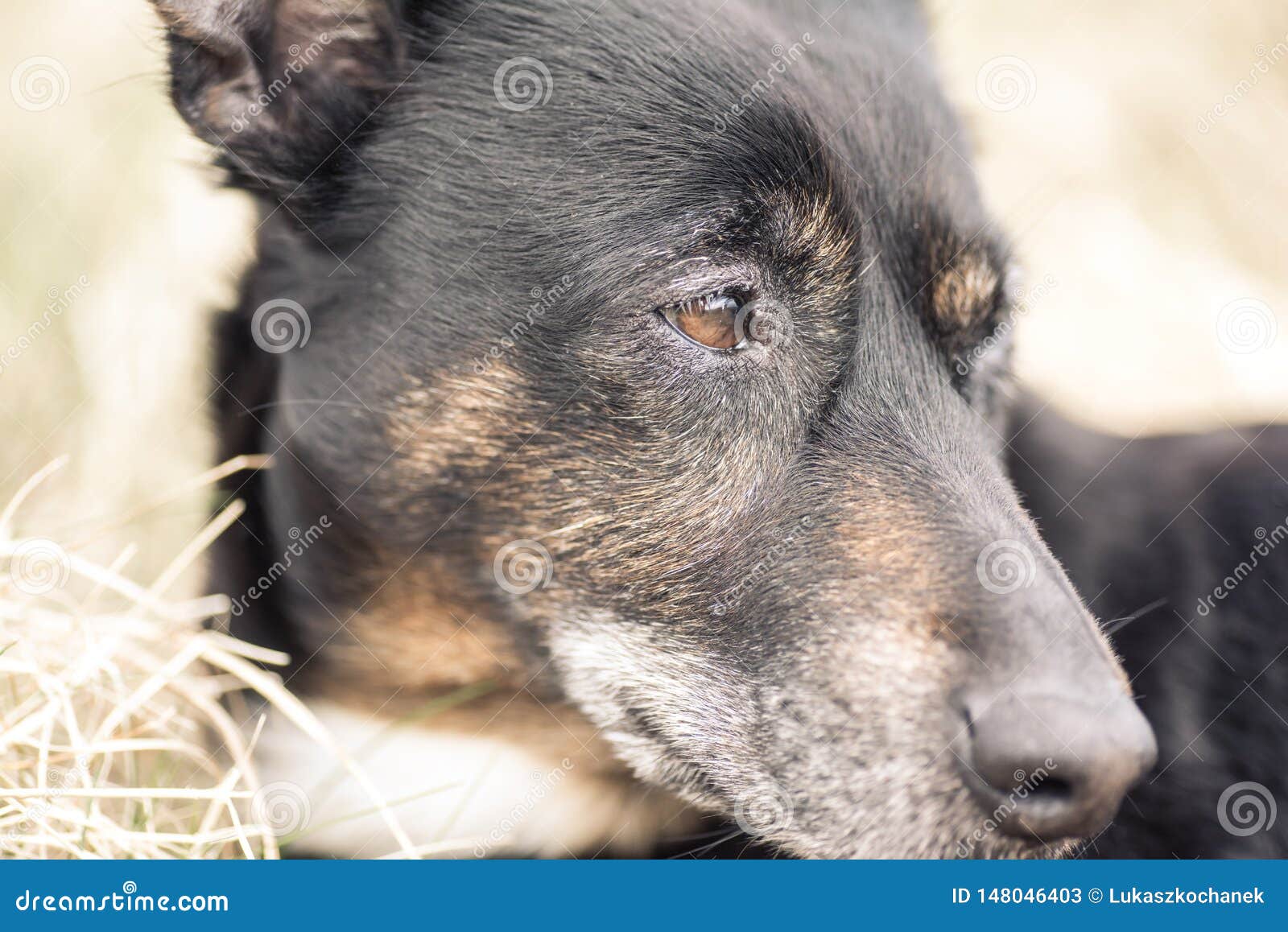 Old and Sick Dog Dying of Cancer Stock Image Image of help, malignant