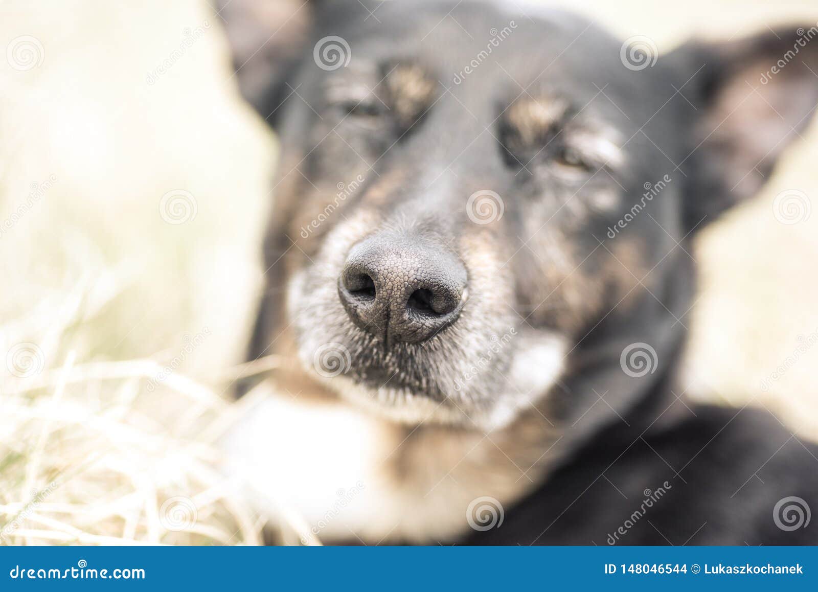 Old and Sick Dog Dying of Cancer Stock Photo Image of malignant
