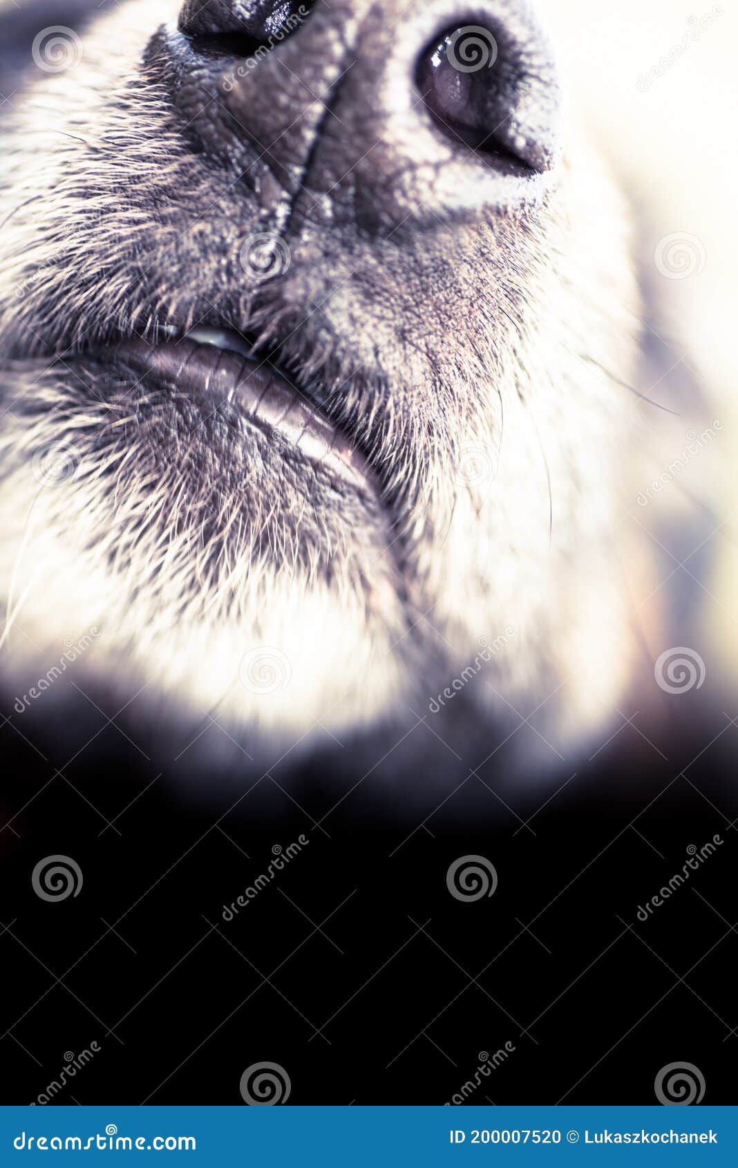 Old and Sick Dog Dying of Cancer Stock Photo Image of grunge