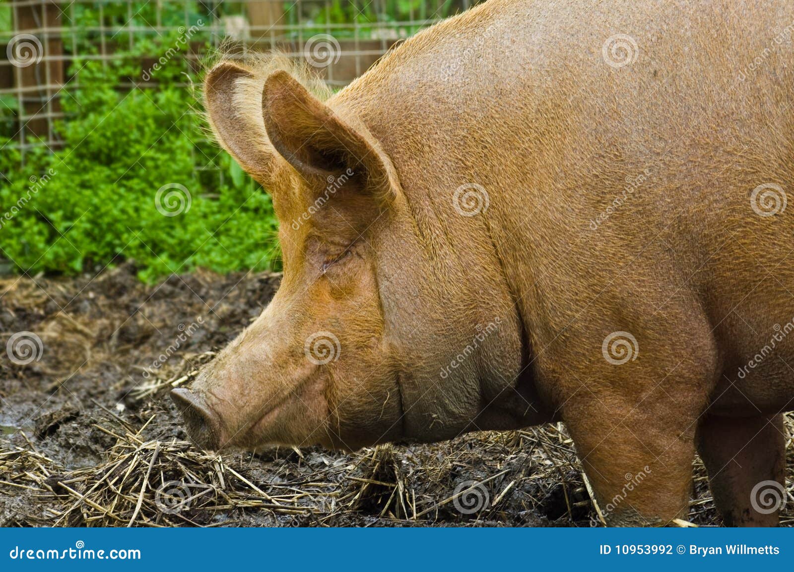 Old sow stock photo. Image of animal, pooh, farmland 10953992