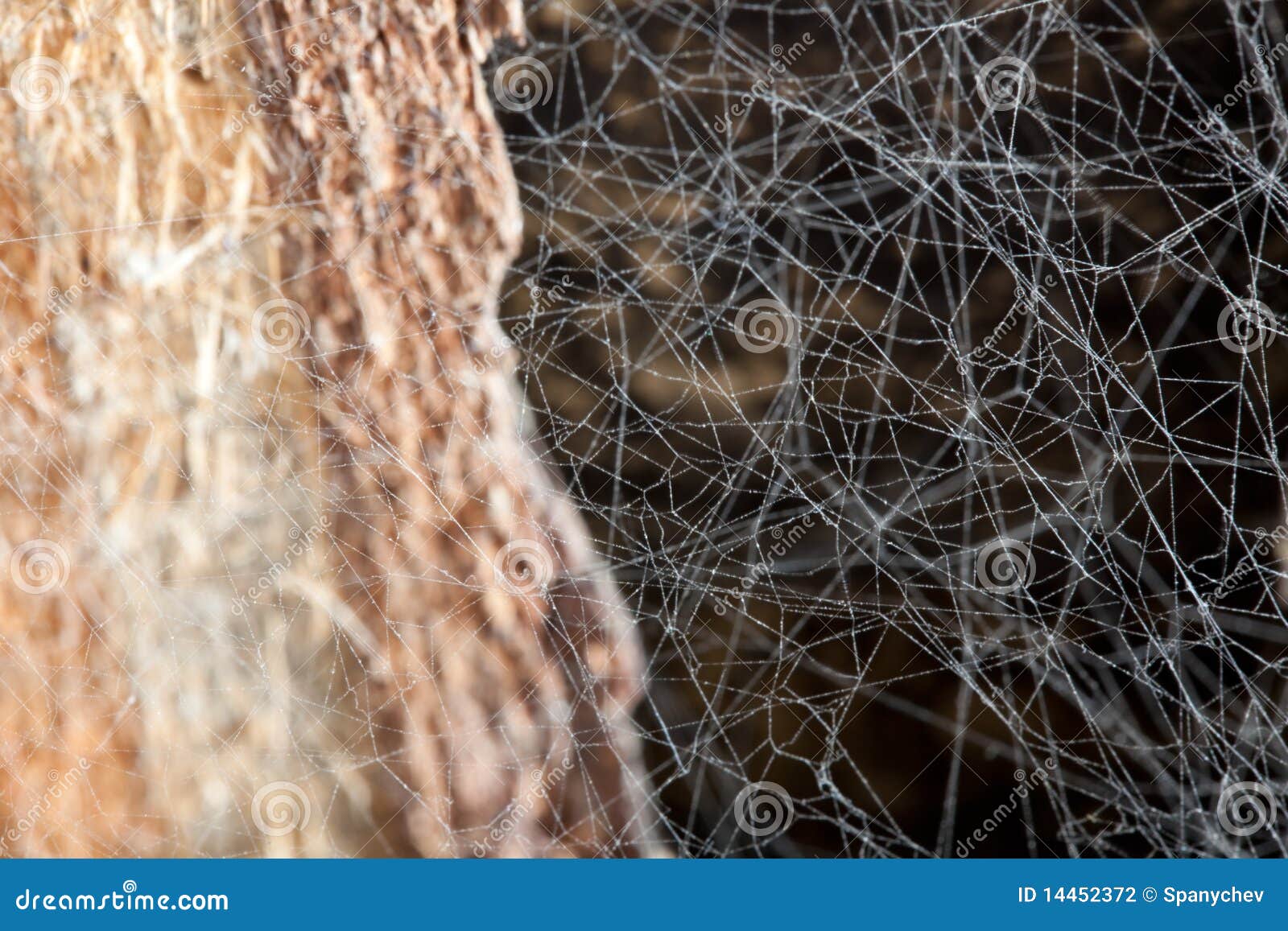 Old web