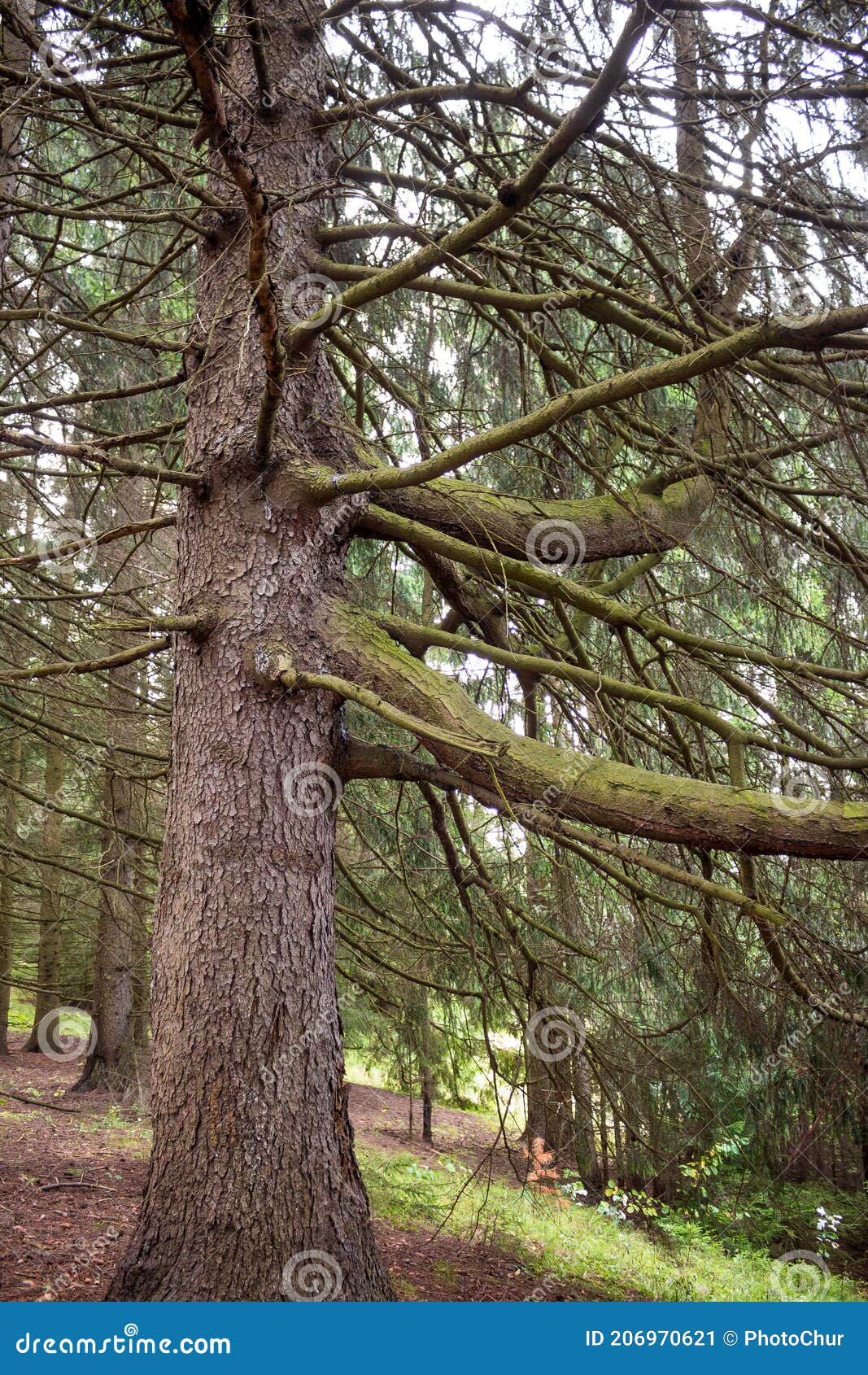 An Old Spruce with Thick Mighty Branches in a Spruce Forest Stock Image