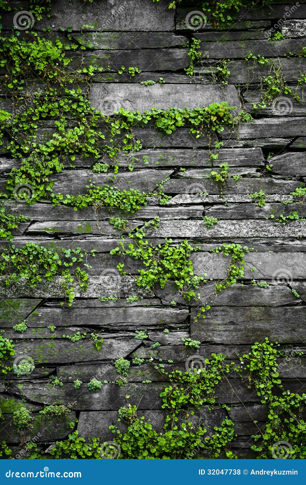 Old Stone Wall with Leaves Background Stock Photo Image of background