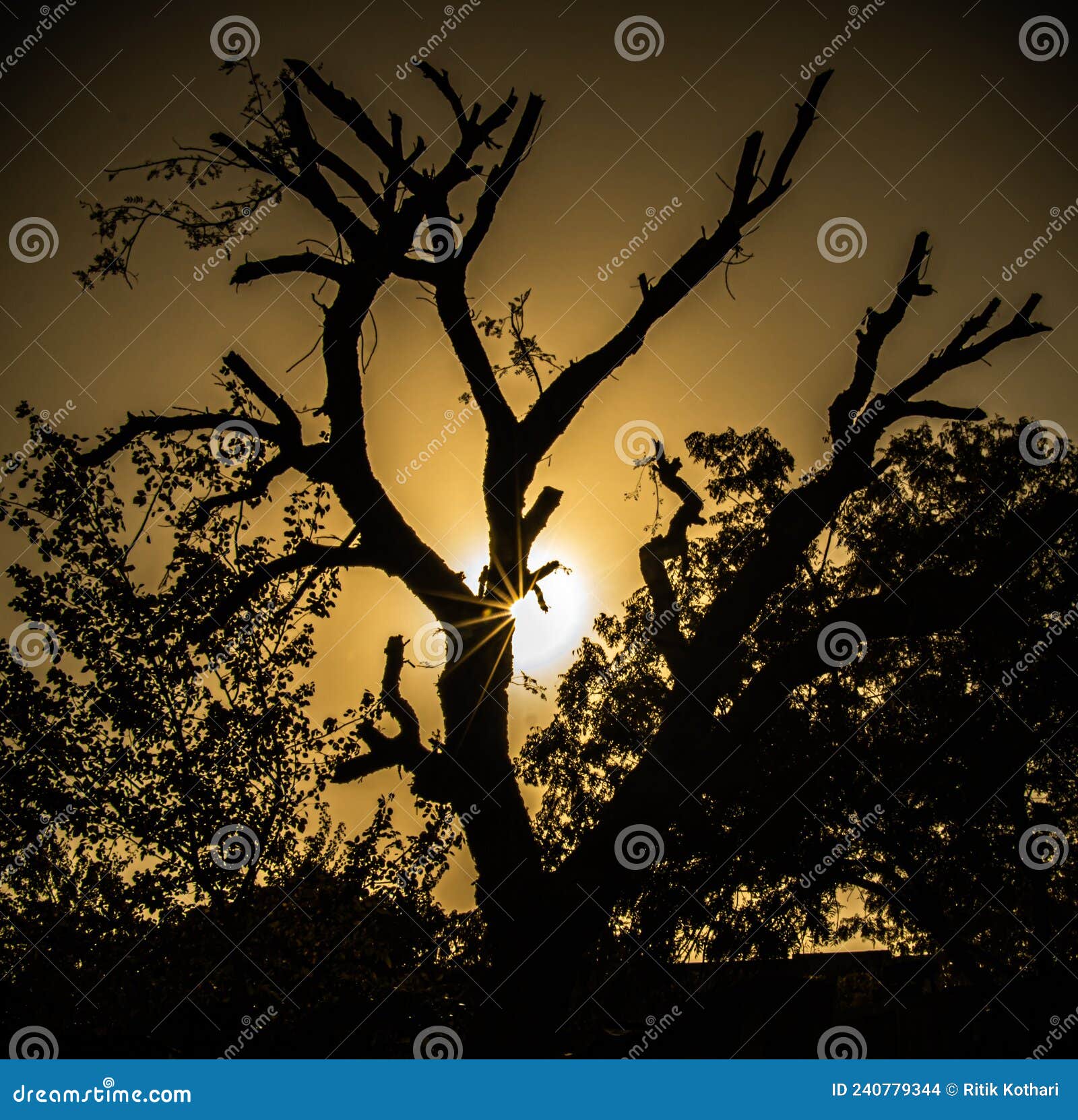 old style haunted tree in a sunset view