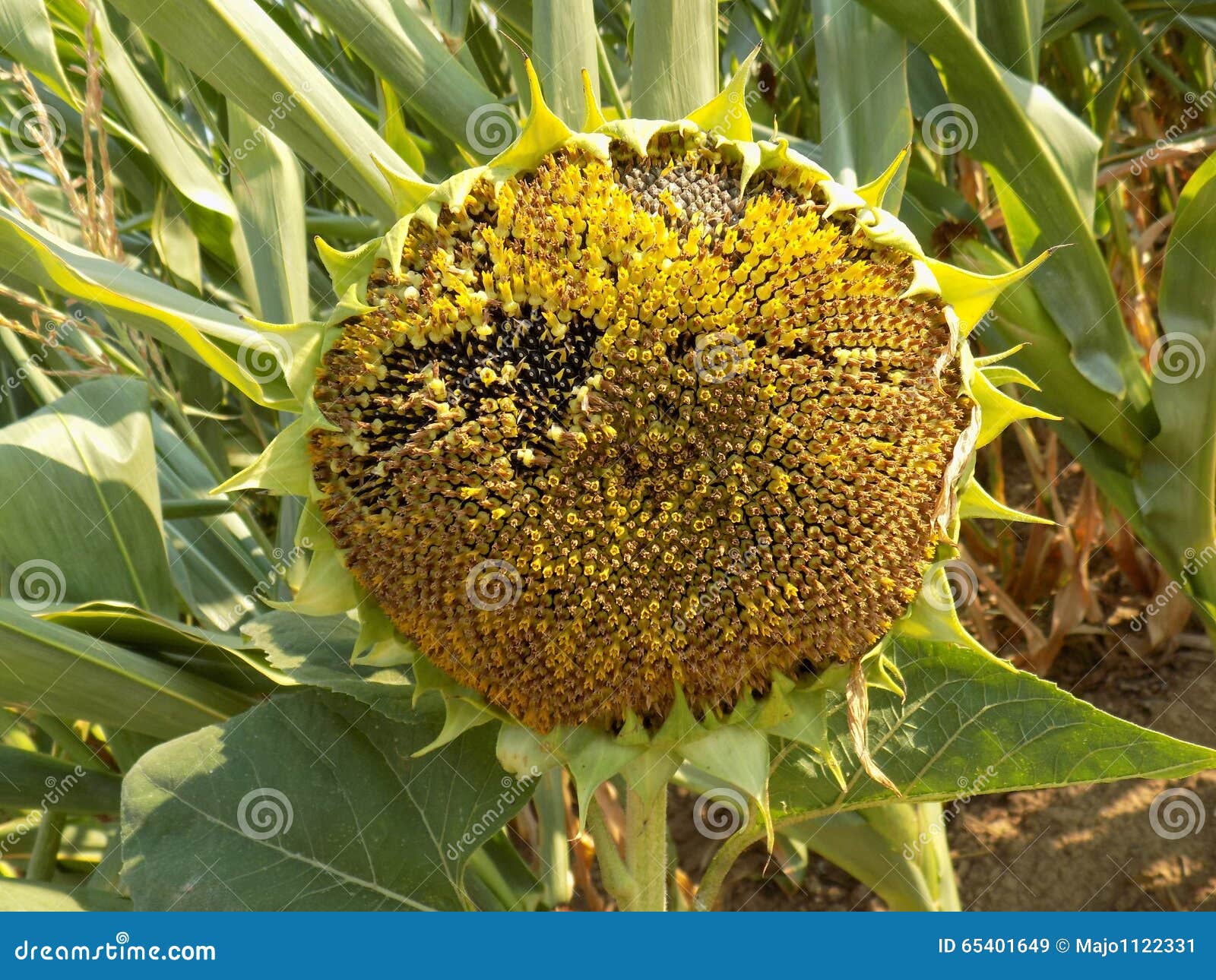 Old Sunflower stock image. Image of flora, grow, nature - 65401649