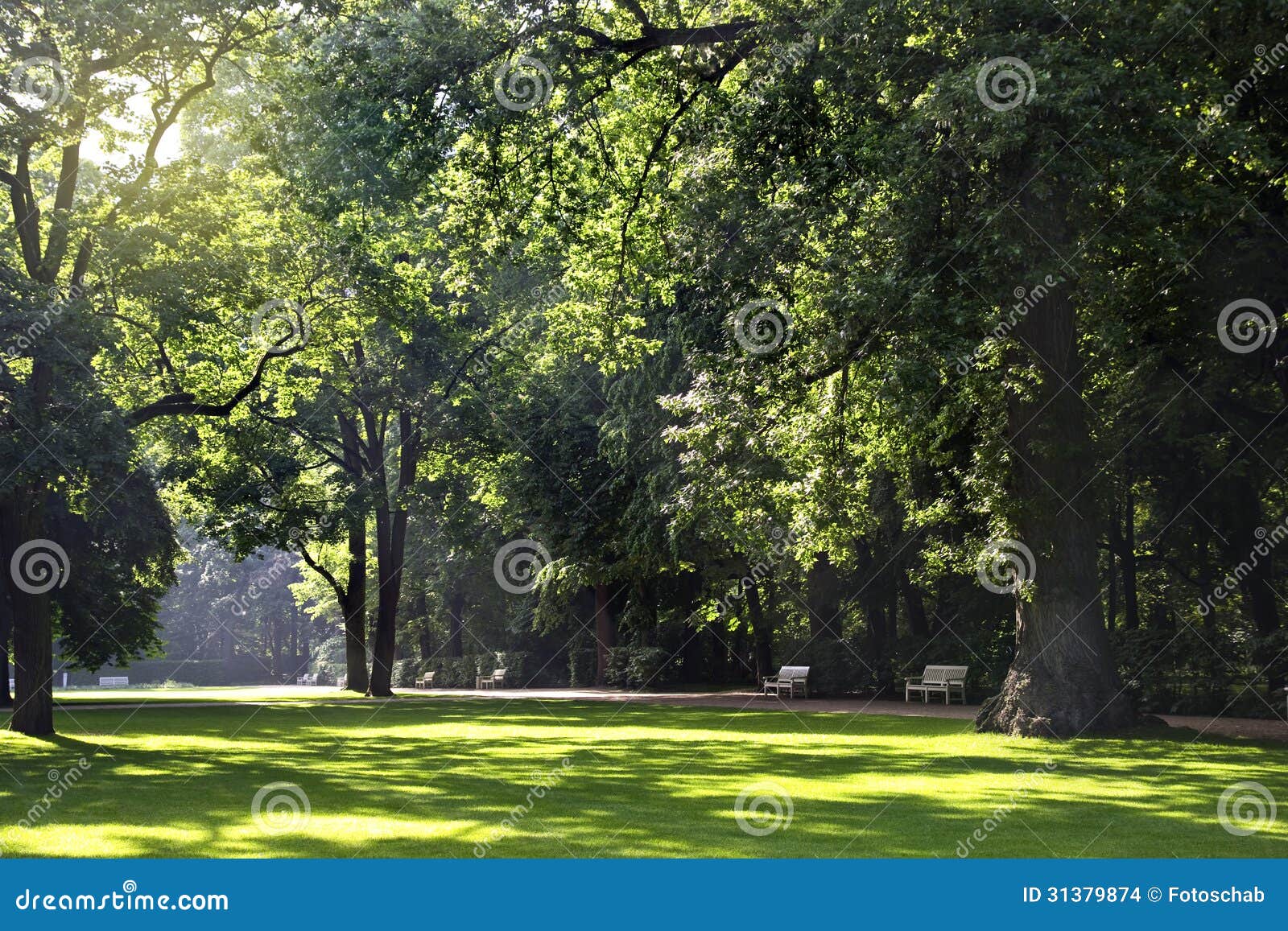 Old, sunny park stock photo. Image of foliage, grass - 31379874
