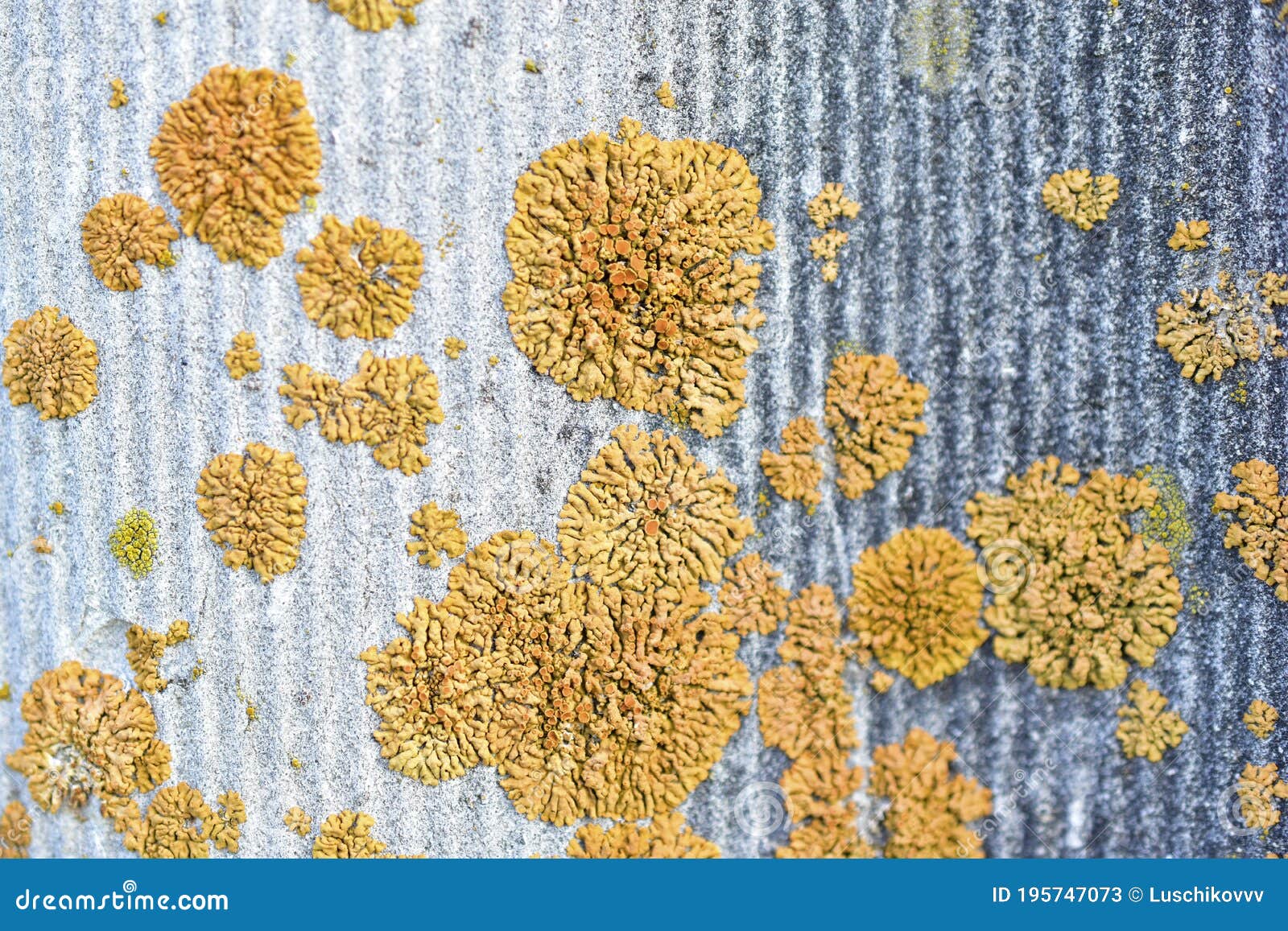 Microscopic Green Shoots Under Ribbed Opium Poppy Seed Shell. Papaver