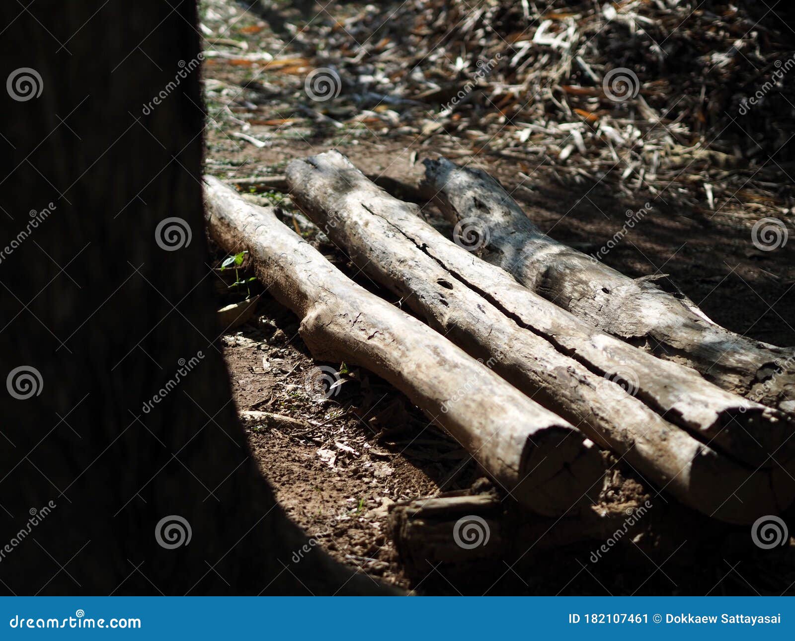 Old Teak Wood Logs in the Sun Stock Image Image of teakwood, teak