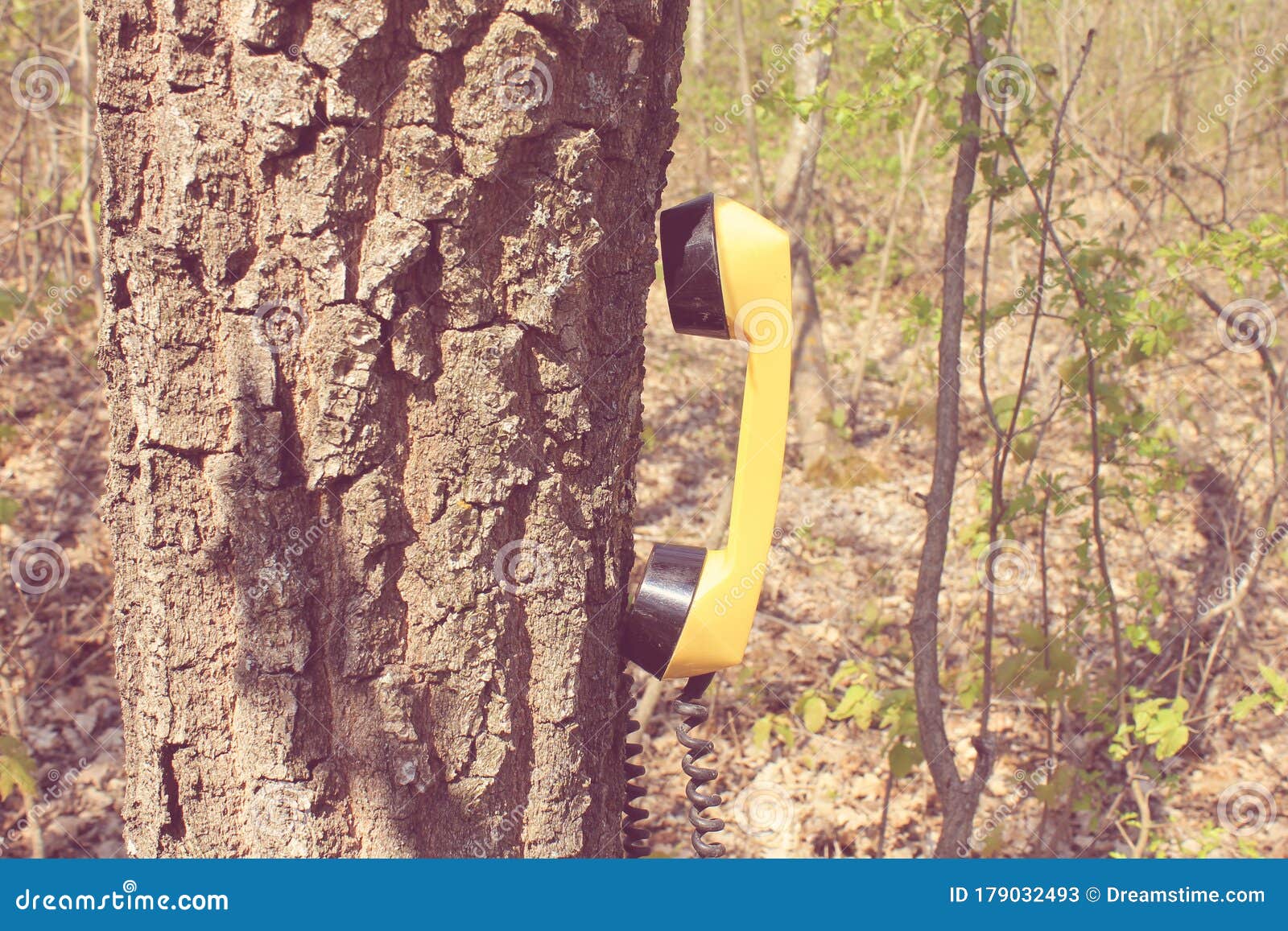 Old Telephone in Wood on Tree Stock Image Image of tree, device