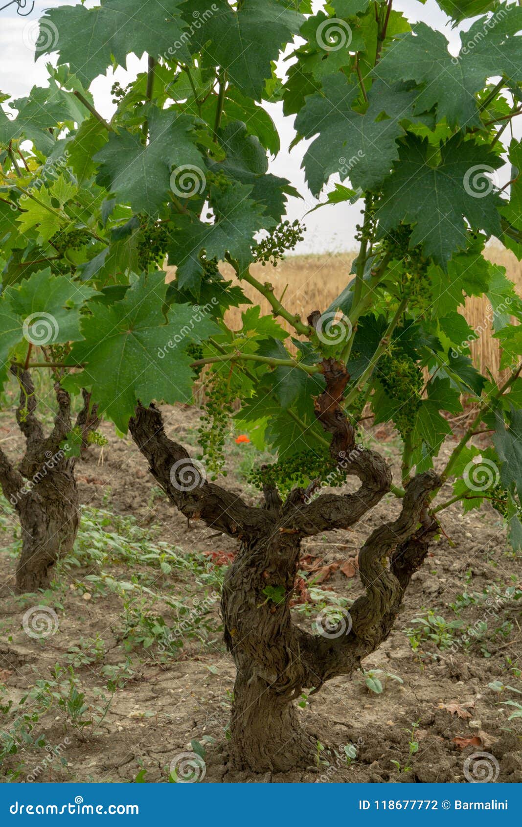 old traditional alberello vineyards with rows of primitivo wine