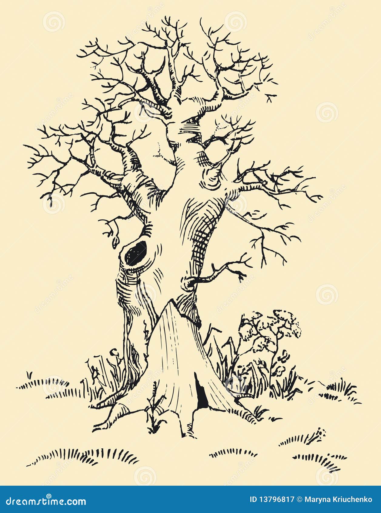 Раскраска дерево с корнями и дуплом