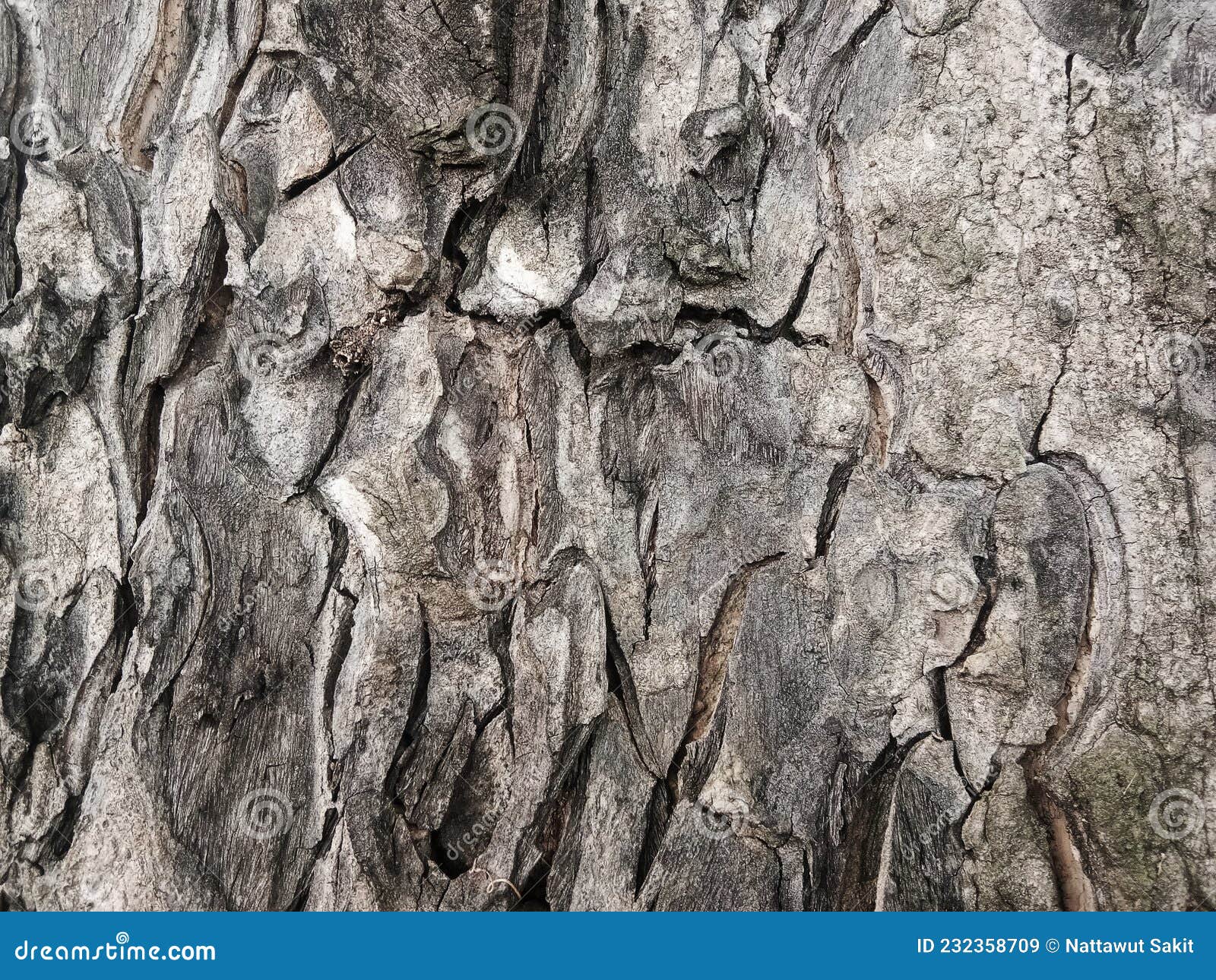 Old Tree Bark with Beautiful Patterns for Graphic Design Stock Image