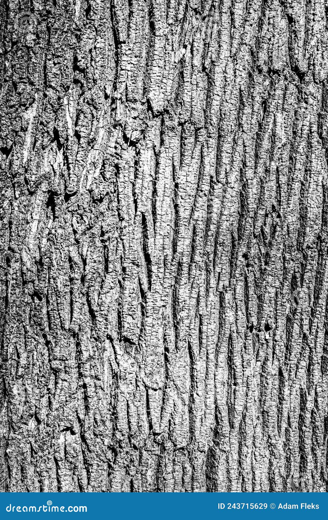 old tree bark, pattern in contrasting sunlight