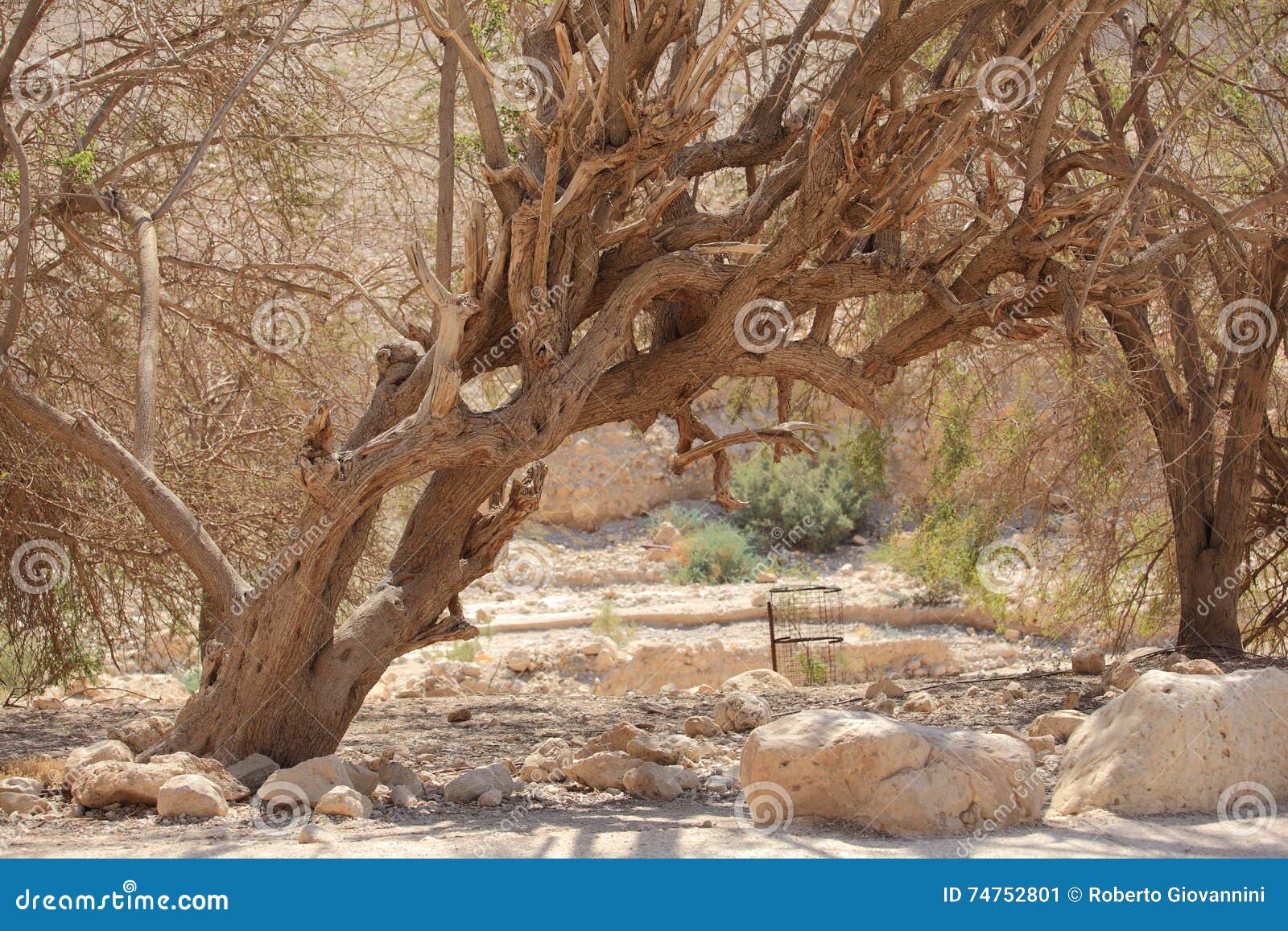 old tree in the desert oasis of ein gedi
