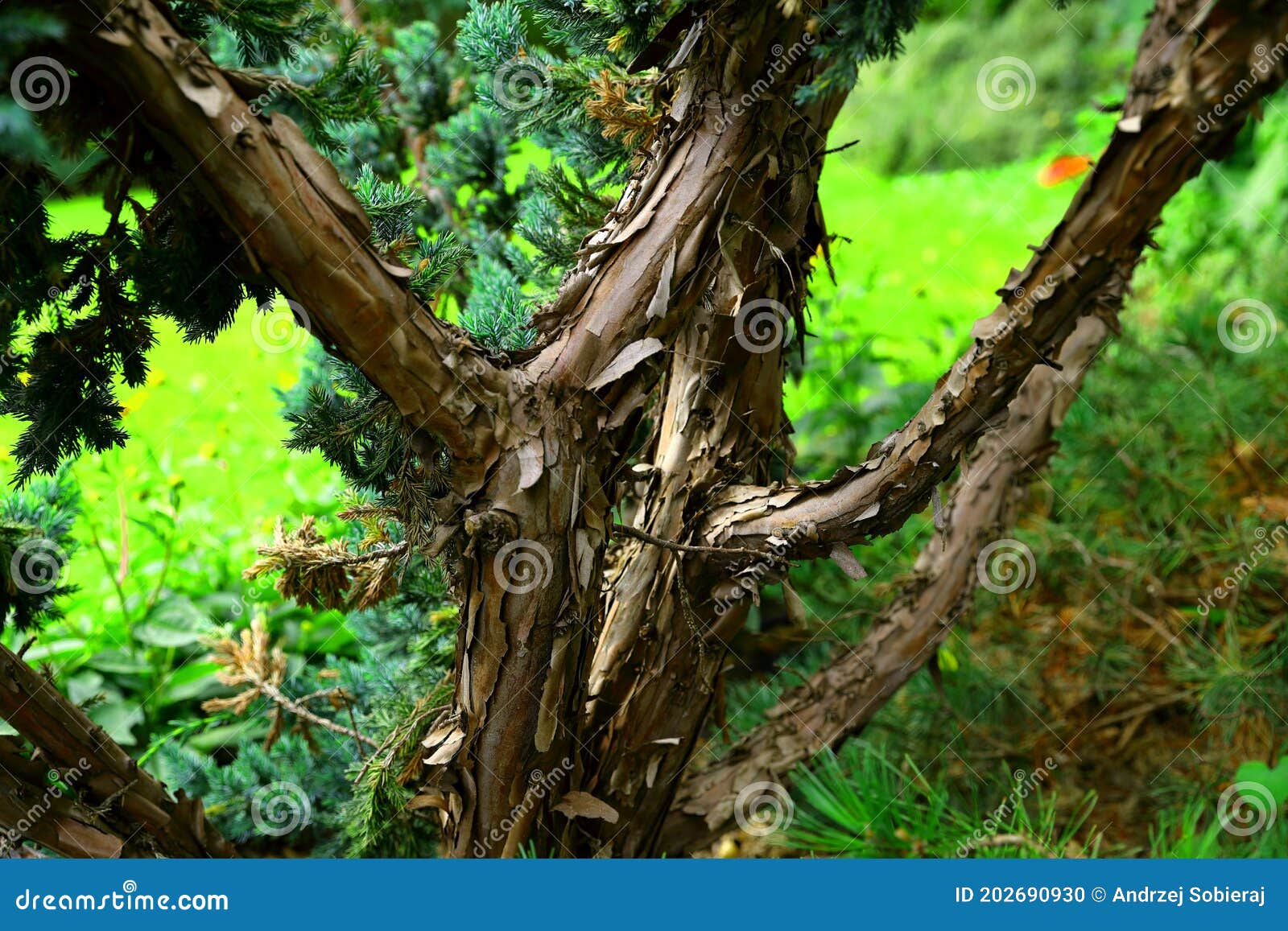 an old tree growing in the home garden