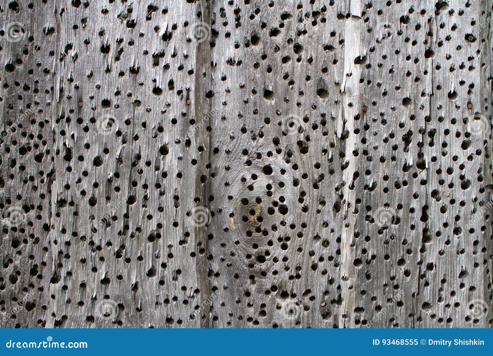 Old Tree with Holes from Bark Beetles Stock Image - Image of grain