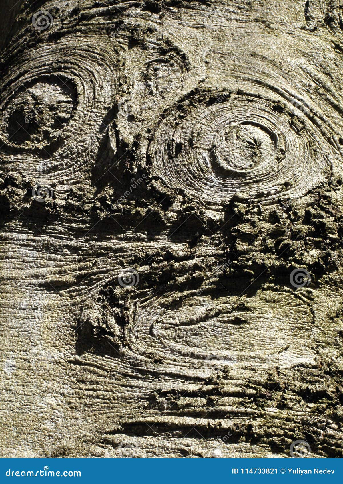 old tree stem cross section