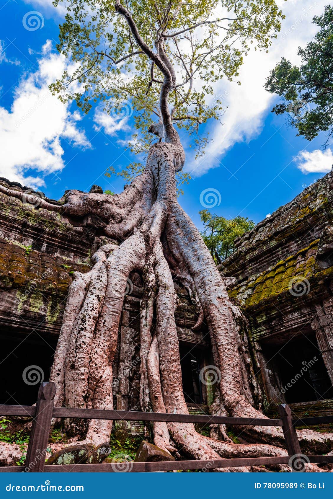 old tree at ta prohm temple