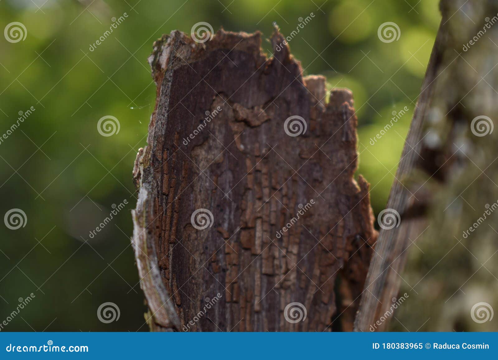 old tree texture in spring seson