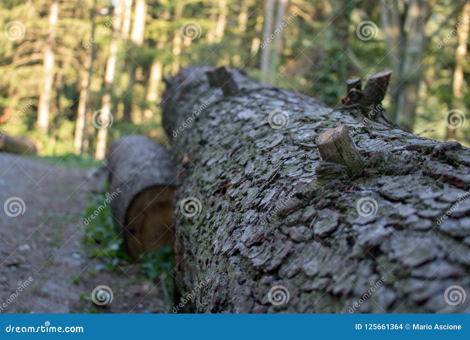 old fallen tree trunk in a forest, close-up.