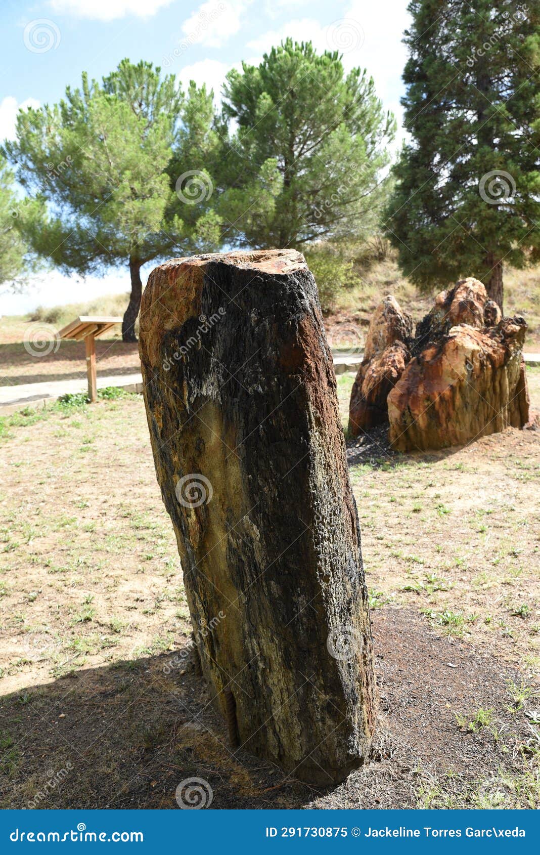 old tree trunks in escucha park teruel