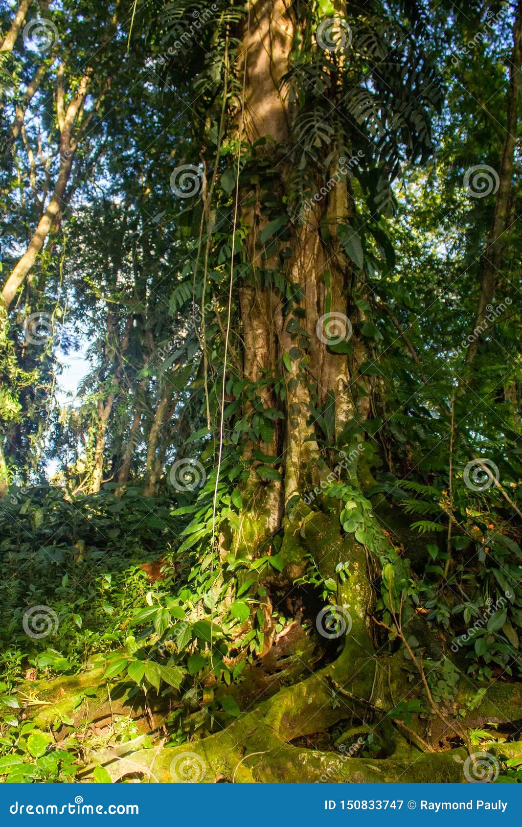 Old Tree with Vines in the Rainforest. Stock Image - Image of showing,  perfect: 150833747